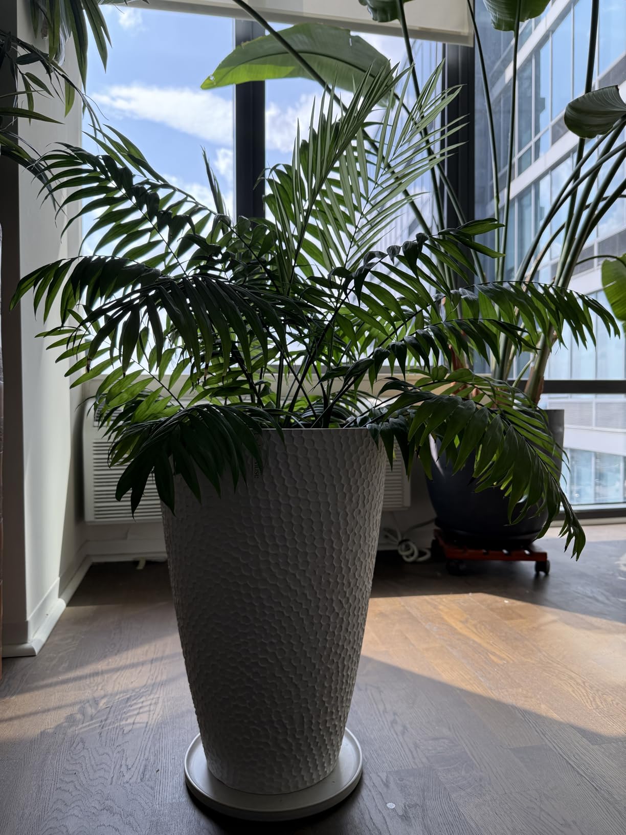 LA JOLIE MUSE Tall White Planter for Indoor Plants,20 Inch Tall Round Planter, Modern Flower Pot Containers,Large Decorative Tree Plant Pot,1 Pack Customer Review LA JOLIE MUSE Tall White Planter for Indoor Plants,20 Inch Tall Round Planter, Modern Flower Pot Containers,Large Decorative Tree Plant Pot,1 Pack - Customer Photo 1