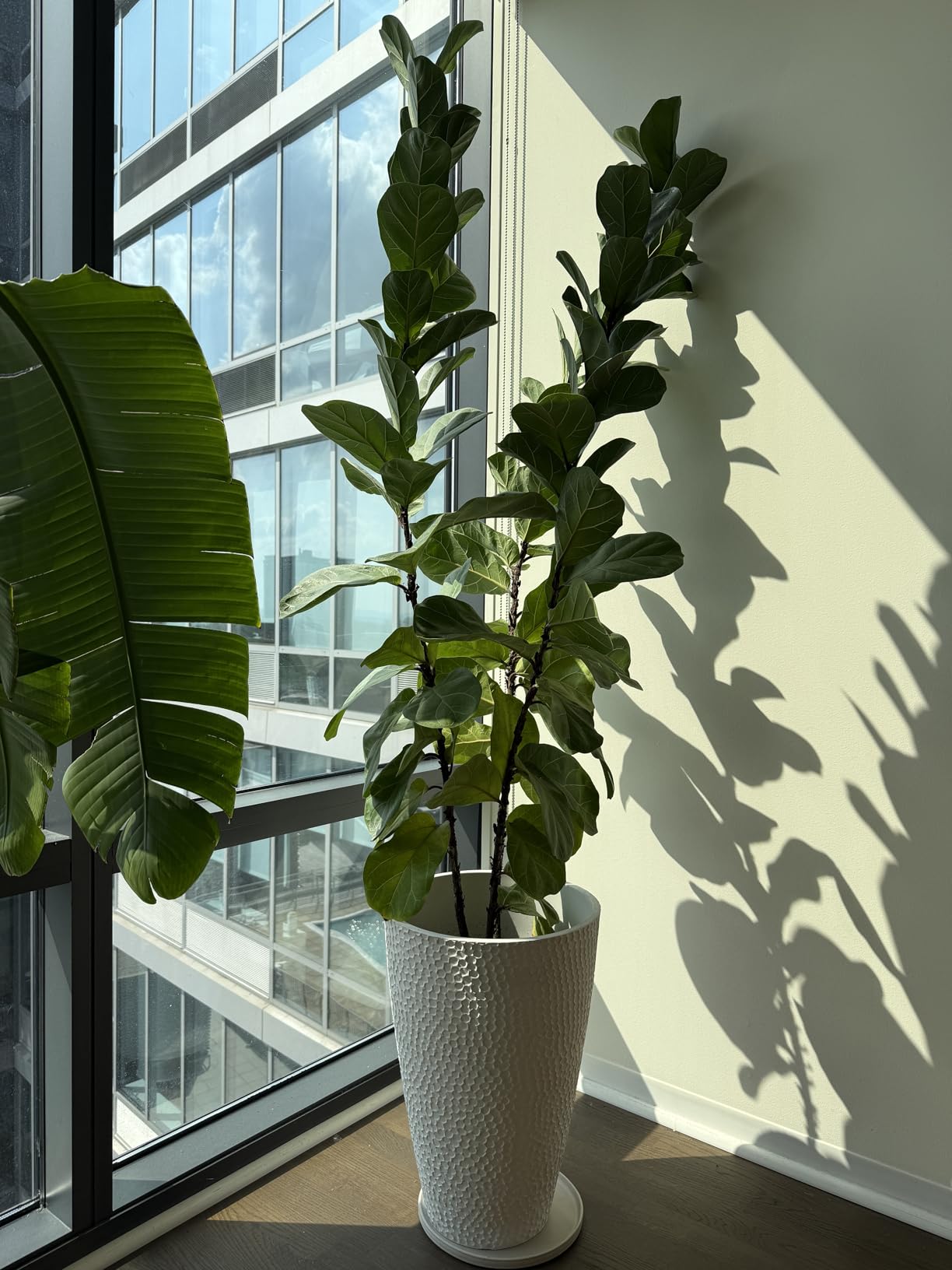 LA JOLIE MUSE Tall White Planter for Indoor Plants,20 Inch Tall Round Planter, Modern Flower Pot Containers,Large Decorative Tree Plant Pot,1 Pack Customer Review LA JOLIE MUSE Tall White Planter for Indoor Plants,20 Inch Tall Round Planter, Modern Flower Pot Containers,Large Decorative Tree Plant Pot,1 Pack - Customer Photo 2