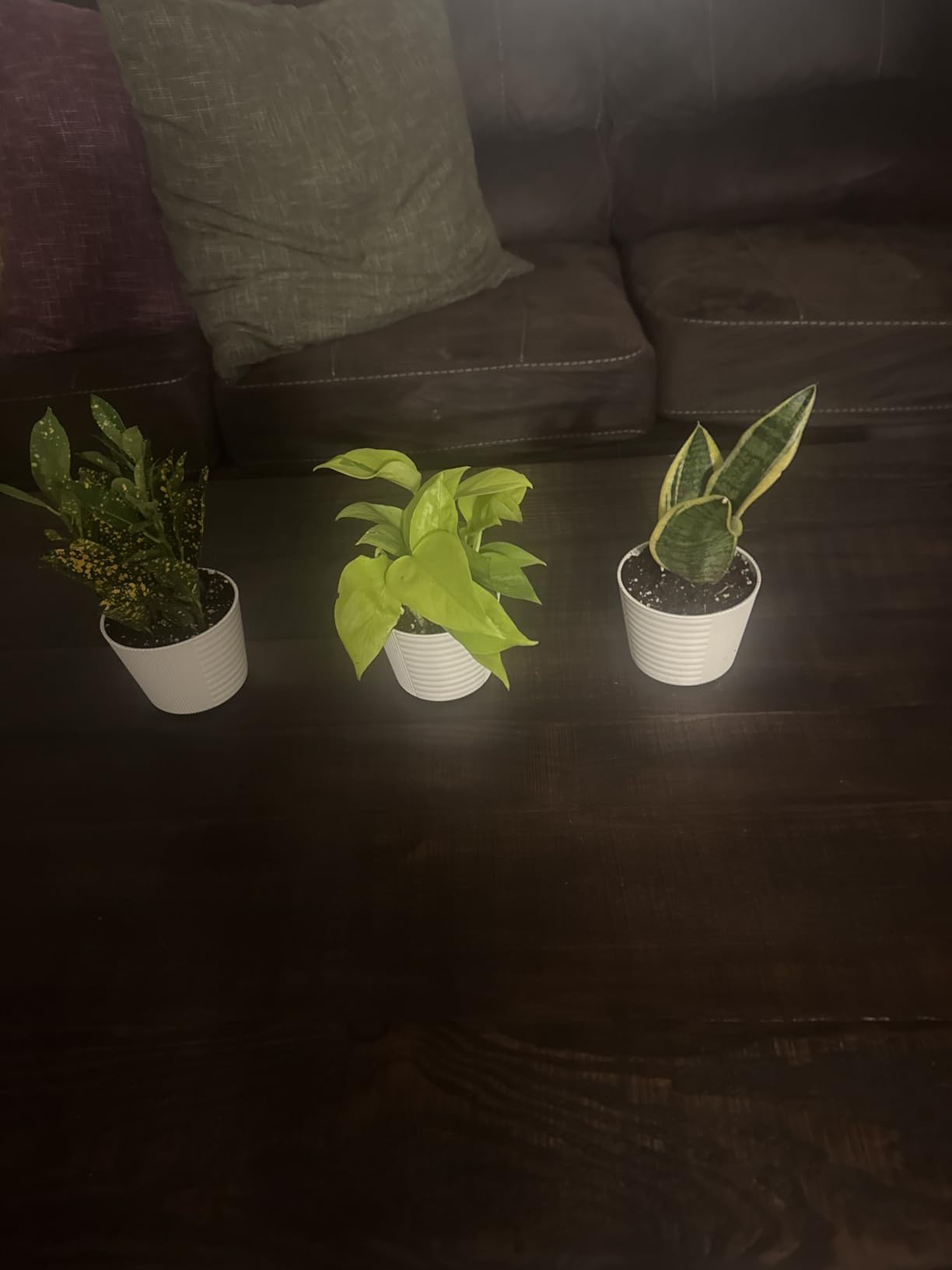 Costa Farms Live Indoor Plant Bundle in Plastic Pots, Easy to Maintain, Air Purifying Houseplants, Assorted Varieties, Room or Home Decor, House Warming Gift, 8-12 Inches Tall, Pack of 6 - Customer Photo 1
