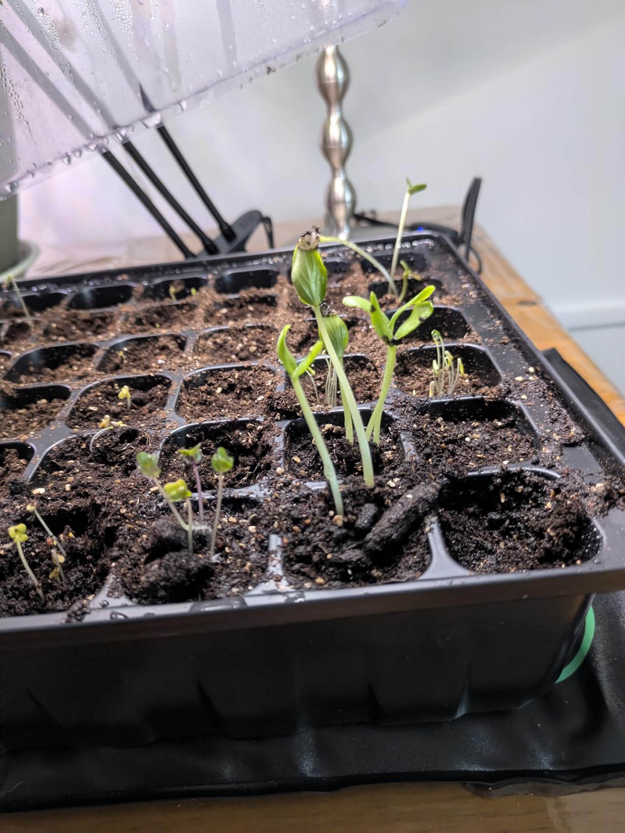 SOLIGT 2 Set 60-Cell Seed Starter Kit - Strong Seed Trays with Humidity Domes, Cell Trays and Seedling Heat Mats - Cloning, Propagation and Germination Station - Customer Photo 1