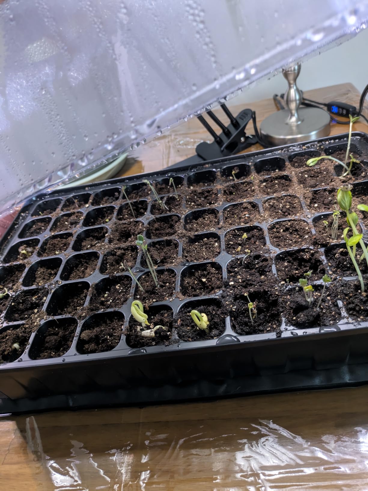 SOLIGT 2 Set 60-Cell Seed Starter Kit - Strong Seed Trays with Humidity Domes, Cell Trays and Seedling Heat Mats - Cloning, Propagation and Germination Station - Customer Photo 2