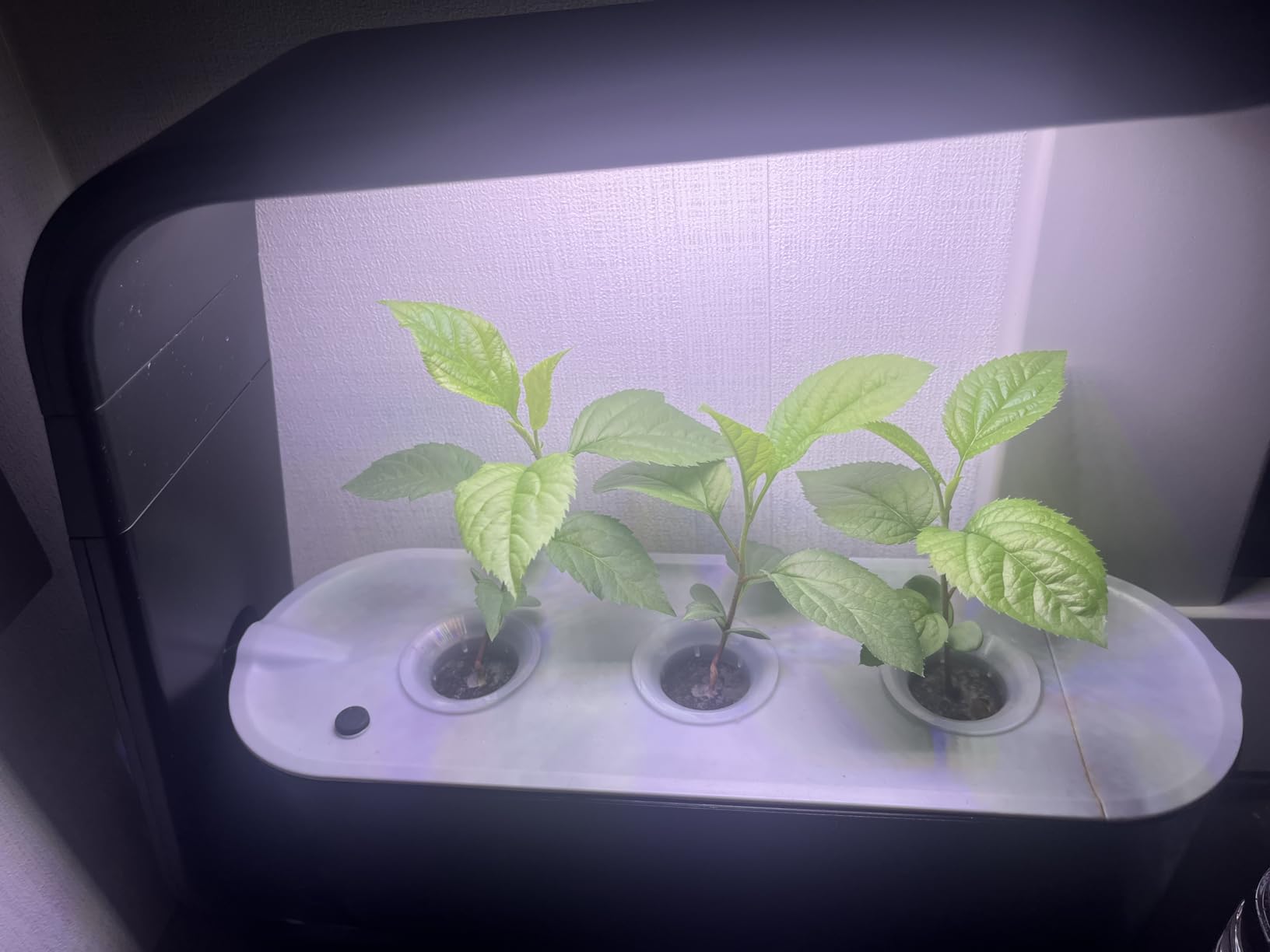 AeroGarden Sprout - Indoor Garden with LED Grow Light, Black - Customer Photo 1