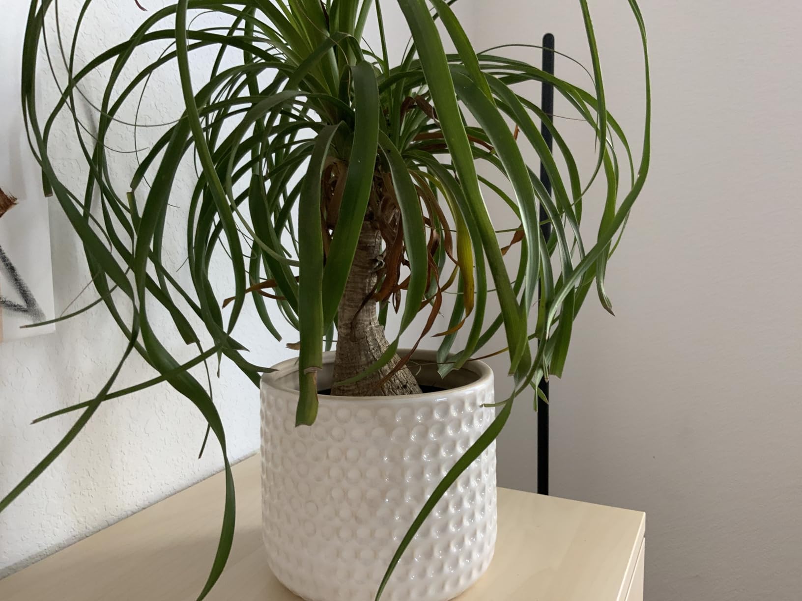 La Jolie Muse Ceramic Planter Flower Plant Pots- 6.7+5.5 Inch Concave Dot Patterned Cylinder Flower Pot W/ Drain Hole for Indoor, Set of 2, Ivory Customer Review La Jolie Muse Ceramic Planter Flower Plant Pots- 6.7+5.5 Inch Concave Dot Patterned Cylinder Flower Pot W/ Drain Hole for Indoor, Set of 2, Ivory - Customer Photo 1