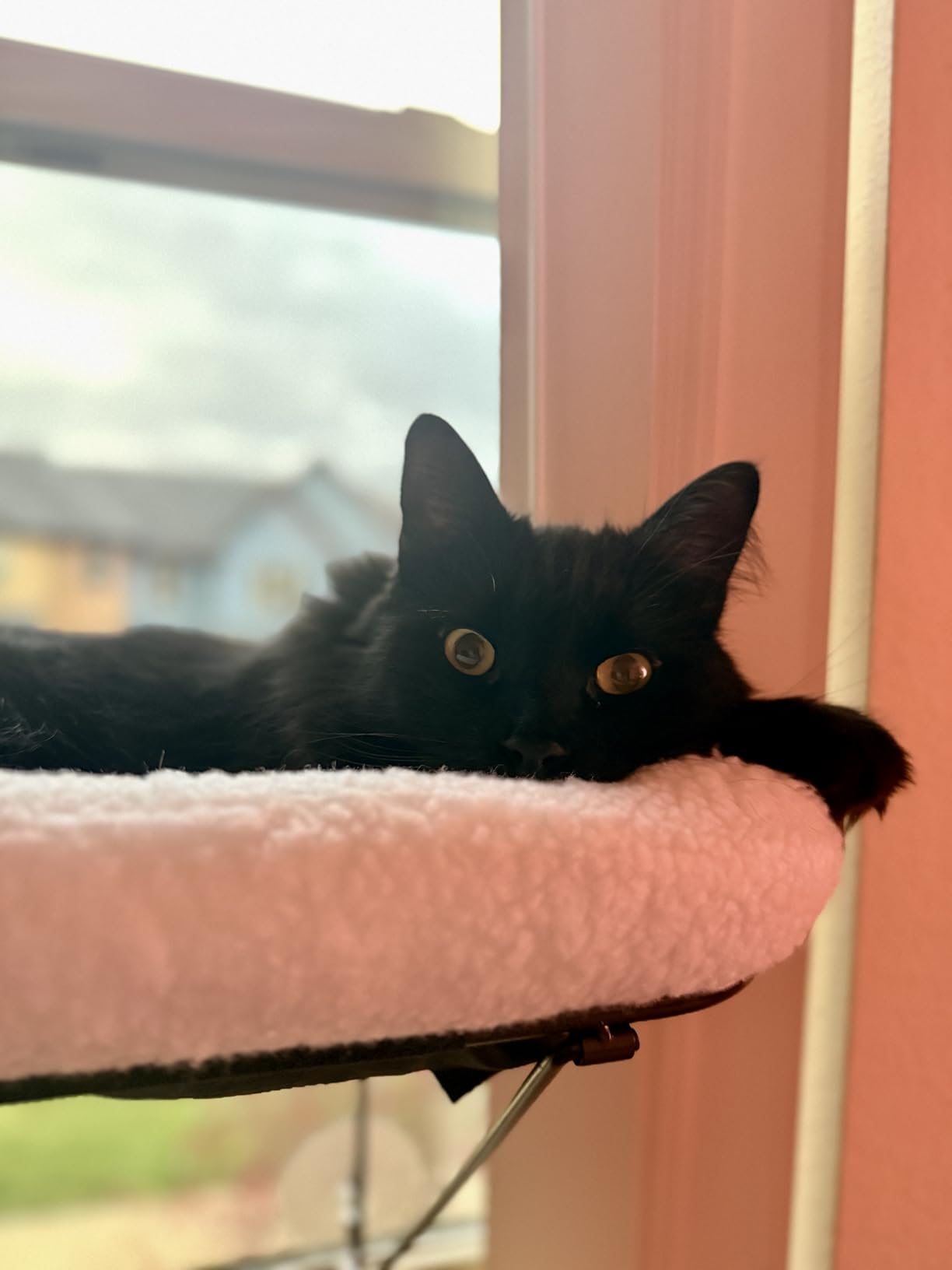 Zakkart Cat Window Perch - 100% Metal Supported from Below - Comes with Warm Spacious Pet Bed - Cat Window Hammock for Large Cats & Kittens - for Sunbathing, Napping & Overlooking (White) customer photo 1