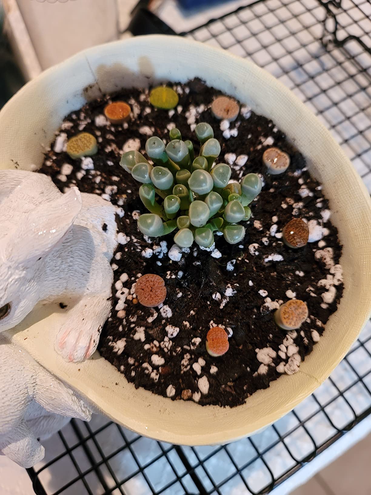 Live Succulent Plants (2 Live Succulent Plants (2