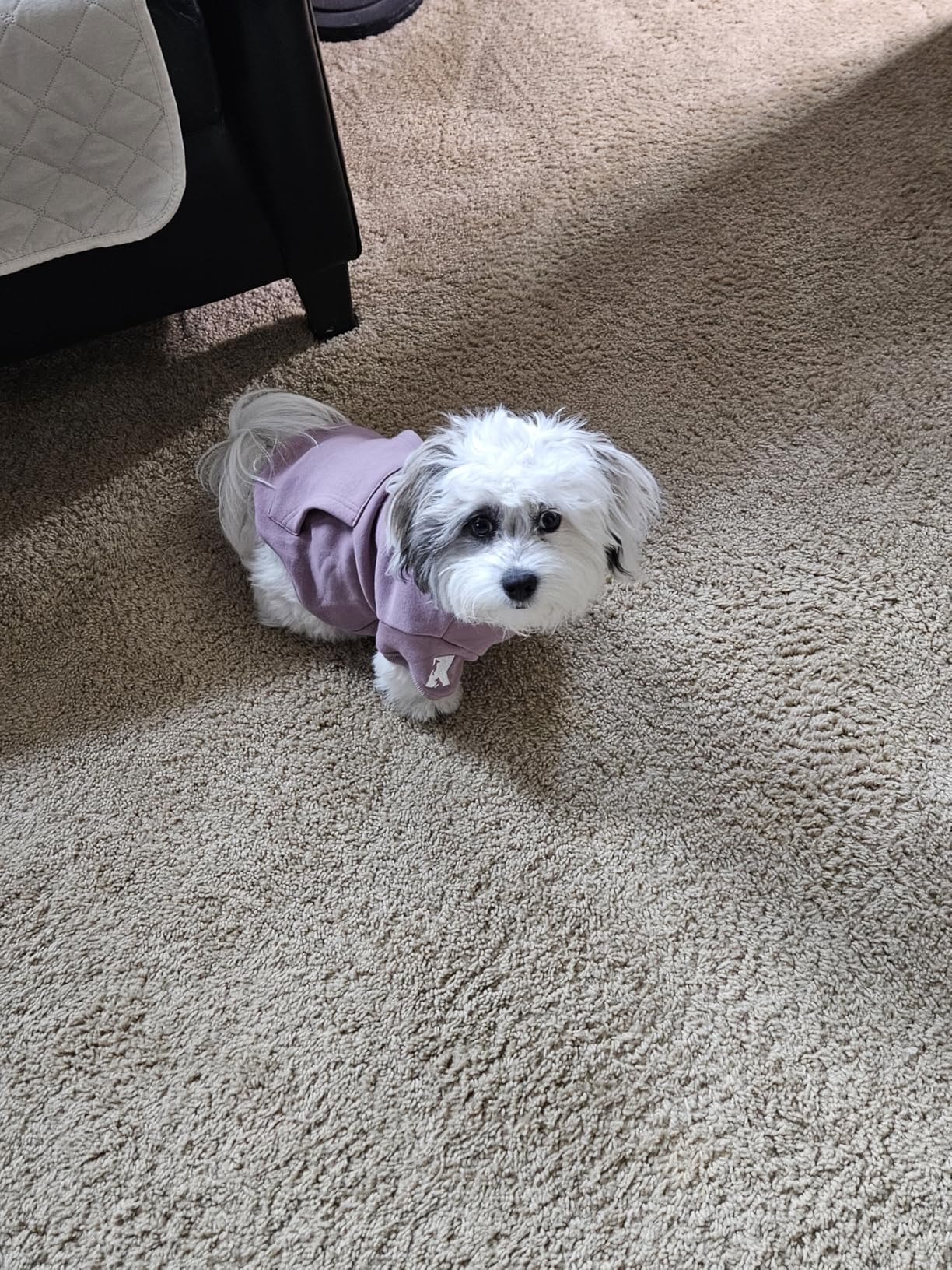 Koneseve Dog Hoodie Fleece Puppy Clothes Warm Sweater with Hat for Small Dogs Cat Hooded Shirt Kitten Pet Basic Hoodies Sweatshirt with Pocket Customer Review Koneseve Dog Hoodie Fleece Puppy Clothes Warm Sweater with Hat for Small Dogs Cat Hooded Shirt Kitten Pet Basic Hoodies Sweatshirt with Pocket - Customer Photo 1