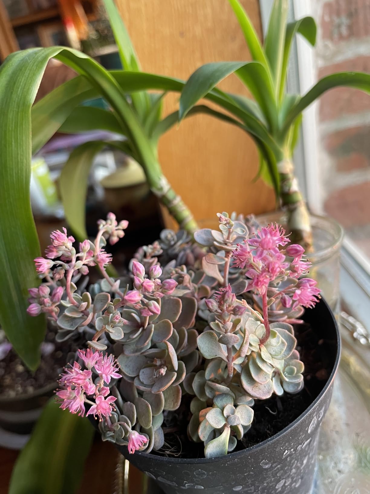 Live Succulent Plants Mini Succulents Unique Collection of Greenovias 3 Pieces with Terracota Pots Included, Green Customer Review Live Succulent Plants Mini Succulents Unique Collection of Greenovias 3 Pieces with Terracota Pots Included, Green - Customer Photo 1