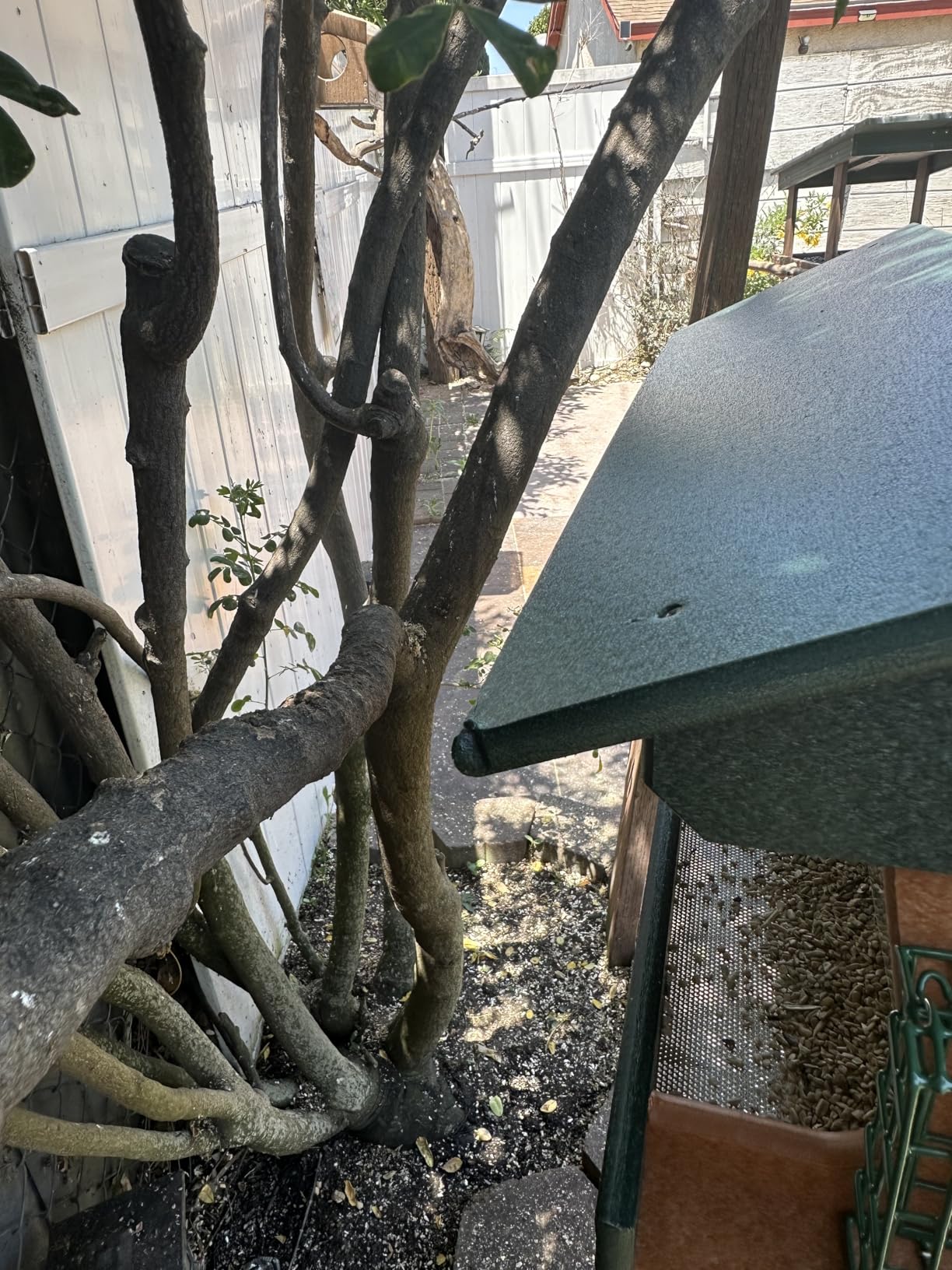 DutchCrafters Large Poly Plastic Bird Feeders for Outdoors with Two Suet Cages, Outdoor Bird Feeder for Wild Birds, Holds 2 Suet Cakes and Seed - USA Amish Made - Customer Photo 2
