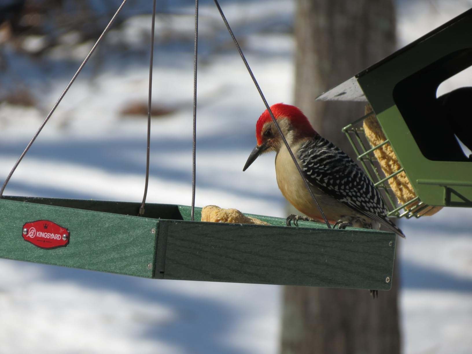 Kingsyard Platform Mealworm Bird Feeder for Outside, Recycled Plastic Hanging Tray Bird Feeders with Large Capacity 3.5 lbs, Premium Quality & Durable, Great for Attracting Wild Birds, Green - Customer Photo 1