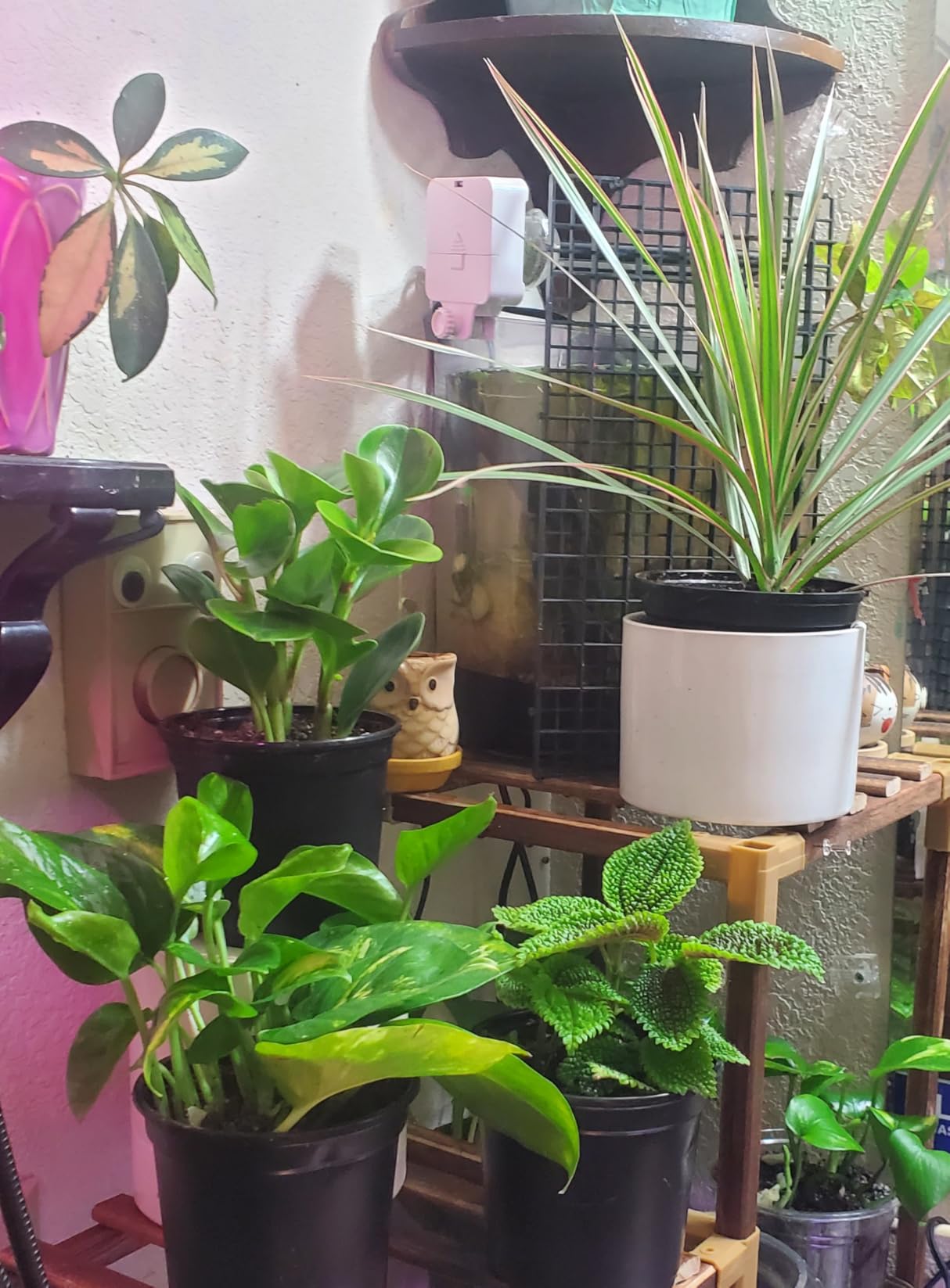Essential Houseplant Collection (4PK) Live Plants Indoor Plants Live Houseplants in Plant Pots, Easy House Plants Indoors Live, Snake Plant, Pothos in Potting Soil, Clean Air Plants by Plants for Pets - Customer Photo 1