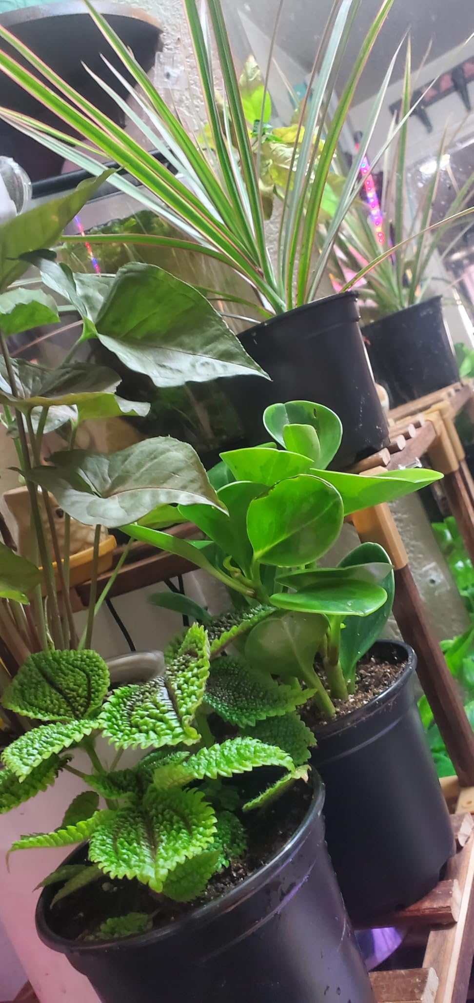 Essential Houseplant Collection (4PK) Live Plants Indoor Plants Live Houseplants in Plant Pots, Easy House Plants Indoors Live, Snake Plant, Pothos in Potting Soil, Clean Air Plants by Plants for Pets - Customer Photo 2