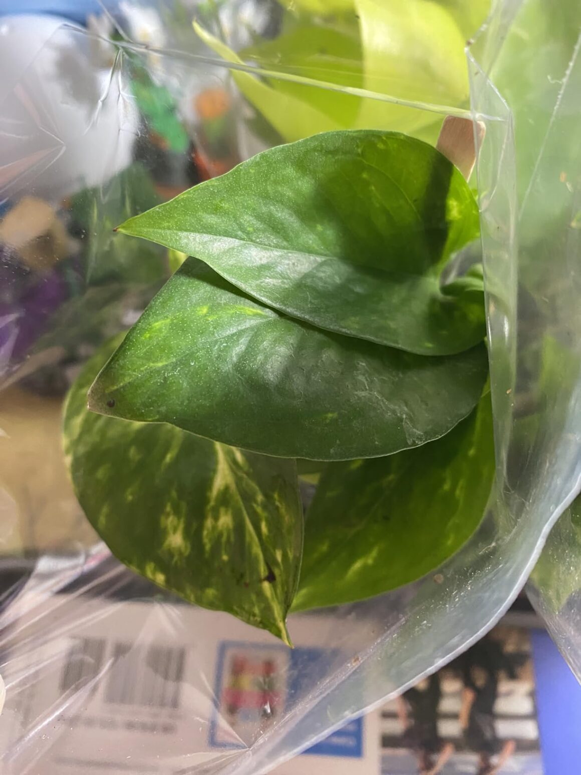 Best House Plants