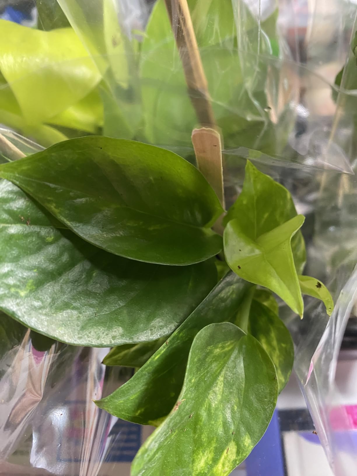 Live Pothos Plants (4PK) Indoor Plants Live Houseplants, Pothos Live Plant House Plants, Money Plant Indoor Pothos Plant Decor, Devils Ivy Trailing Plants Live by Plants for Pets,Black - Customer Photo 2