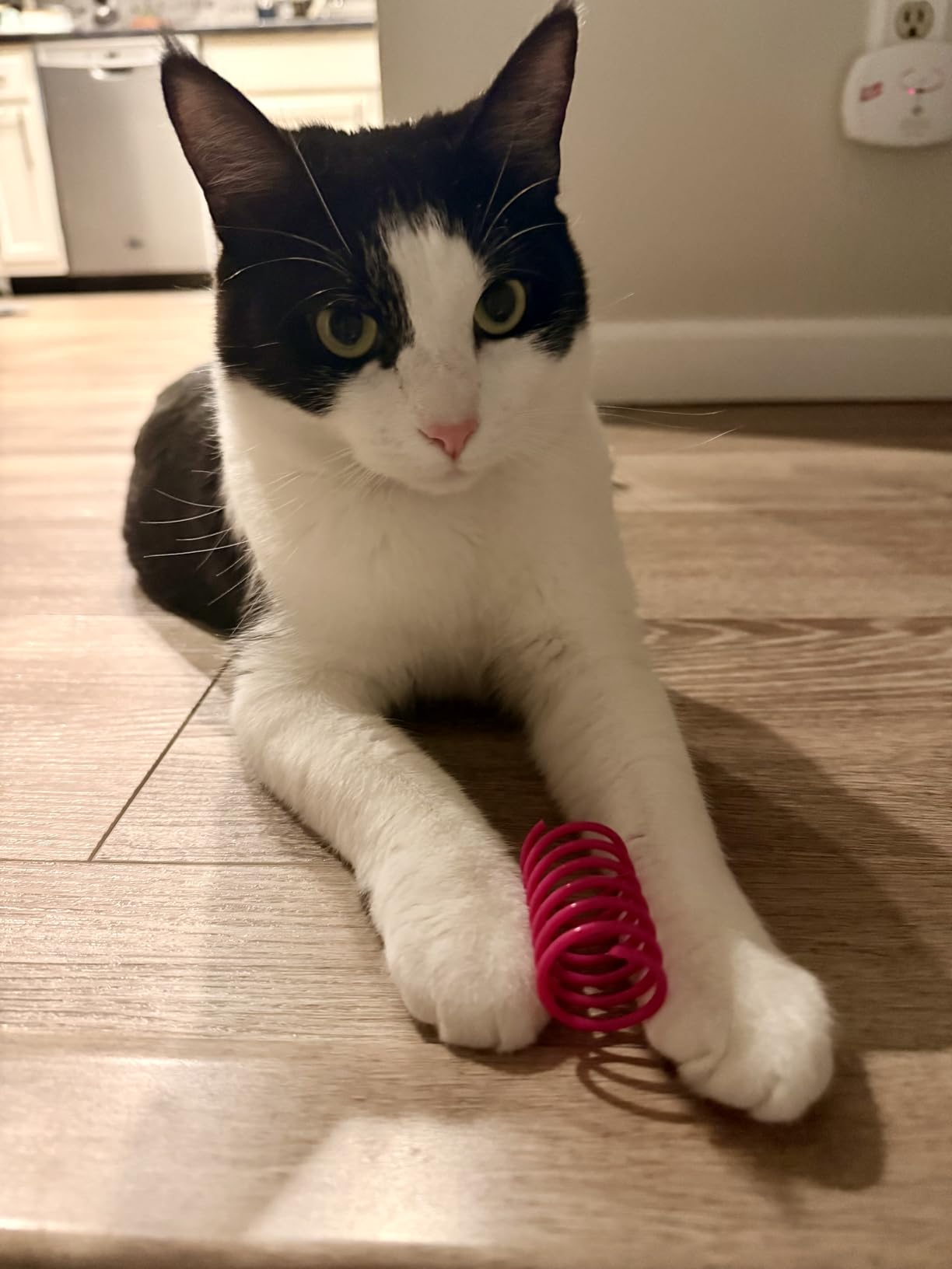 AGYM Cat Spring Toys, 30 Pack Cat Spiral Springs for Indoor Cats, Colorful & Durable Plastic Spring Coils Attract to Swat, Bite, Hunt, Interactive Toys for Kittens - Customer Photo 1