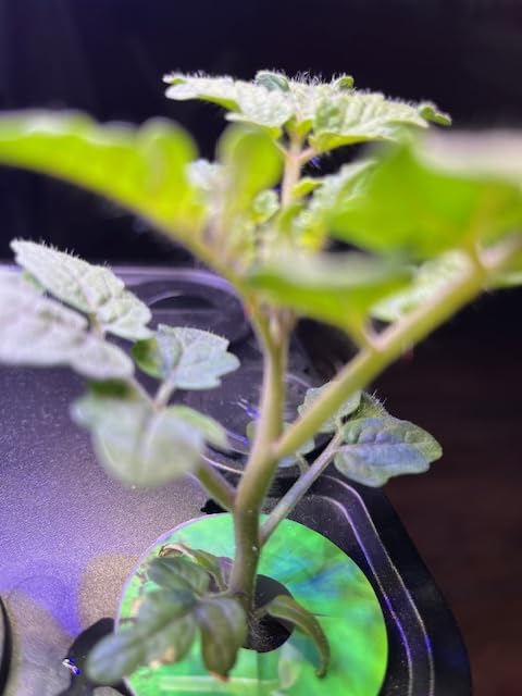 Ahopegarden Indoor Garden Hydroponics Growing System: 10 Pods Plant Germination Kit Herb Vegetable Growth Lamp Countertop with LED Grow Light - Hydrophonic Planter Grower Harvest Lettuce - Customer Photo 1