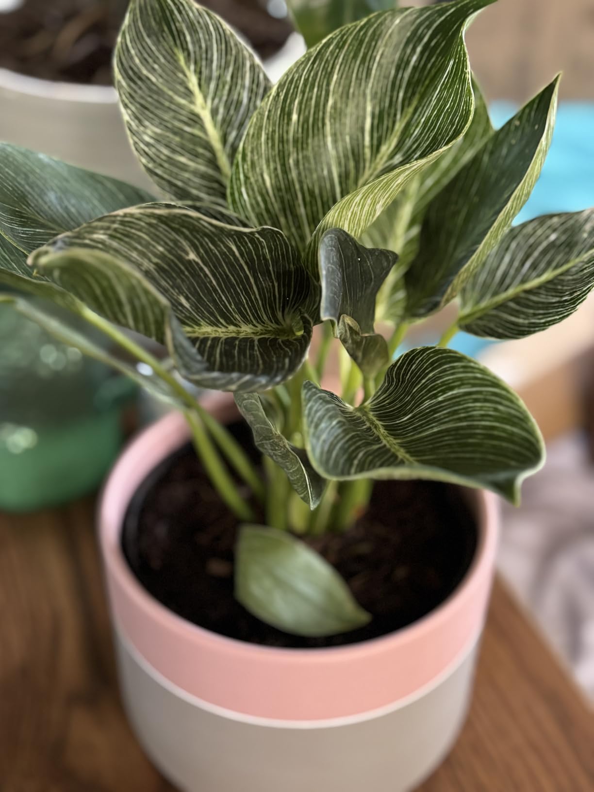Costa Farms Monstera, Swiss Cheese Live Plant in Plastic Pot, Large Indoor Houseplant, Perfect for Home, Room, or Office Decor, House Warming or Birthday Gift, 2-3 Feet Tall - Customer Photo 1