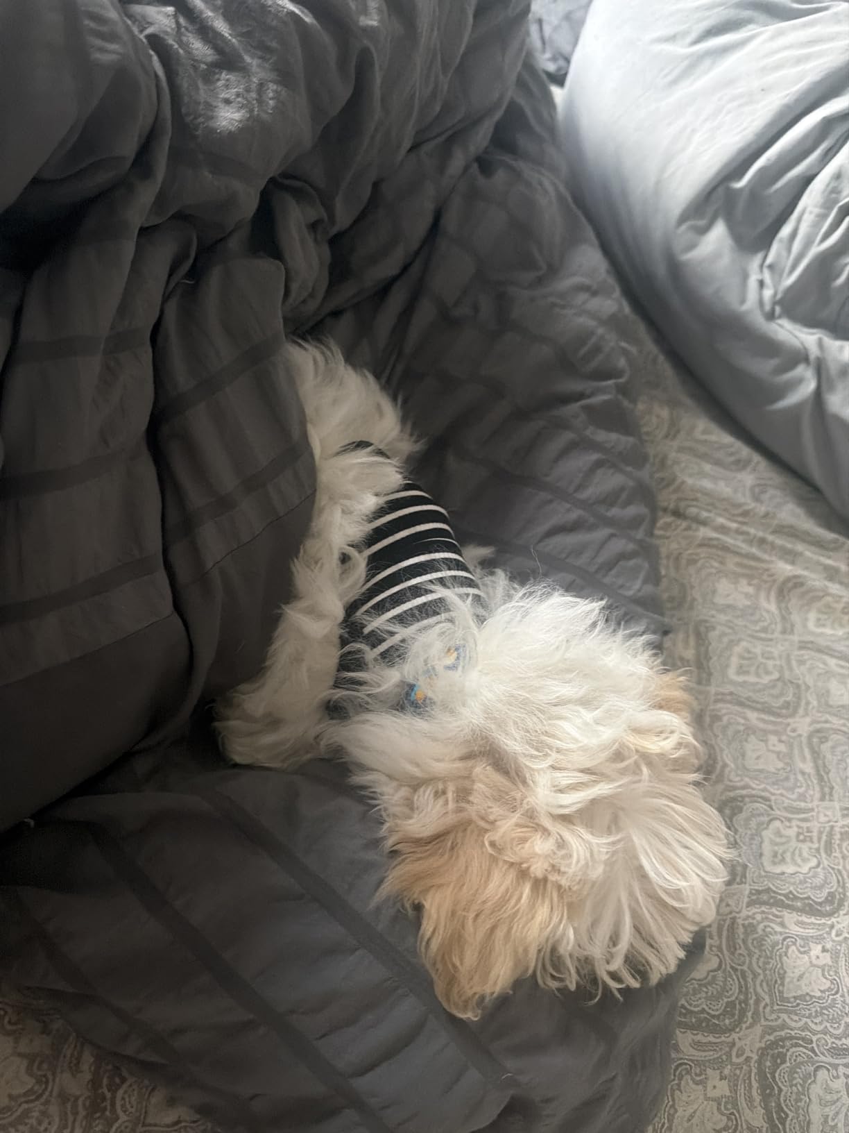 Upgraded Grey SZAT PRO Teacup Dog Hoodies, 100% Cotton Puppy Clothes for Small Dogs and Cats, Chihuahua Clothes Pullover Sweaters Customer Review Upgraded Grey SZAT PRO Teacup Dog Hoodies, 100% Cotton Puppy Clothes for Small Dogs and Cats, Chihuahua Clothes Pullover Sweaters - Customer Photo 1