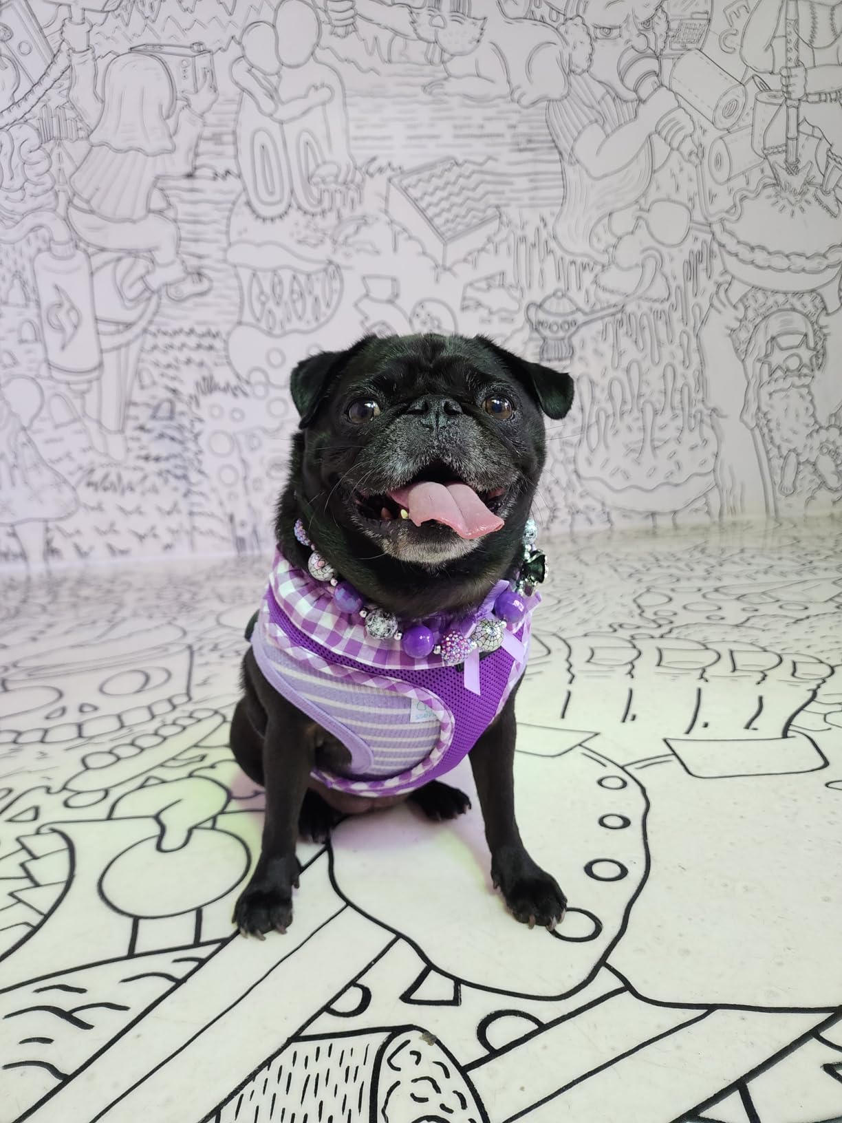 Upgraded Grey SZAT PRO Teacup Dog Hoodies, 100% Cotton Puppy Clothes for Small Dogs and Cats, Chihuahua Clothes Pullover Sweaters Customer Review Upgraded Grey SZAT PRO Teacup Dog Hoodies, 100% Cotton Puppy Clothes for Small Dogs and Cats, Chihuahua Clothes Pullover Sweaters - Customer Photo 2