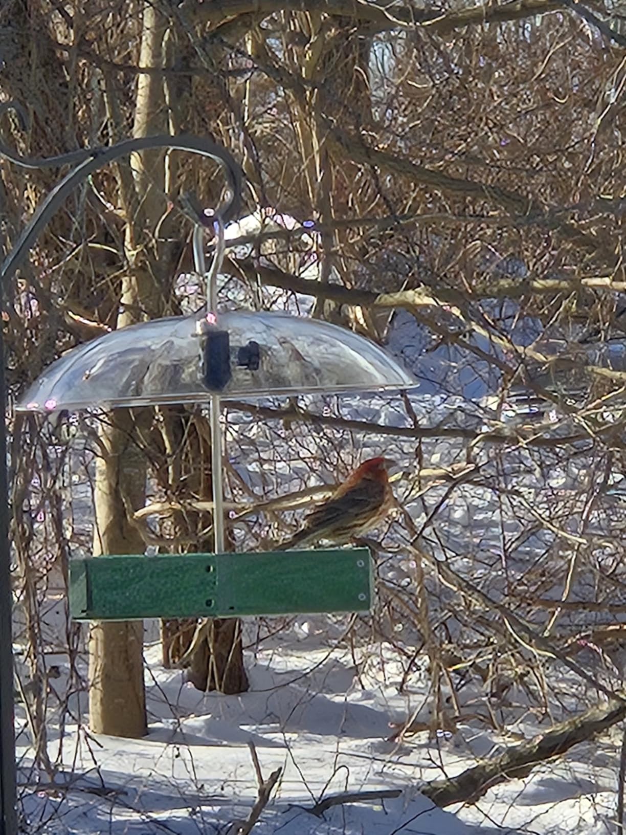Kingsyard Large Platform Bird Feeder Outdoor Hanging, Adjustable Dome Squirrel Proof Rain Cover, Metal Mesh Tray Recycled Plastic Wild Bird Seed Feeding Station, Green - Customer Photo 2