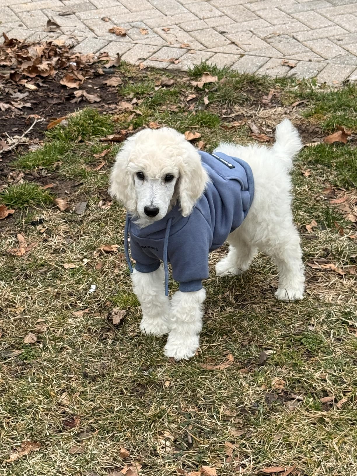 Spark Paws Dog Hoodie – Premium Dog Sweater for Small, Medium, and Large Dogs | Warm Outfits for French Bulldogs, Pitbull, Puppy, Winter Jacket Alternative - 90s Retro Sky Dye - 2XL Customer Review Spark Paws Dog Hoodie – Premium Dog Sweater for Small, Medium, and Large Dogs | Warm Outfits for French Bulldogs, Pitbull, Puppy, Winter Jacket Alternative - 90s Retro Sky Dye - 2XL - Customer Photo 2