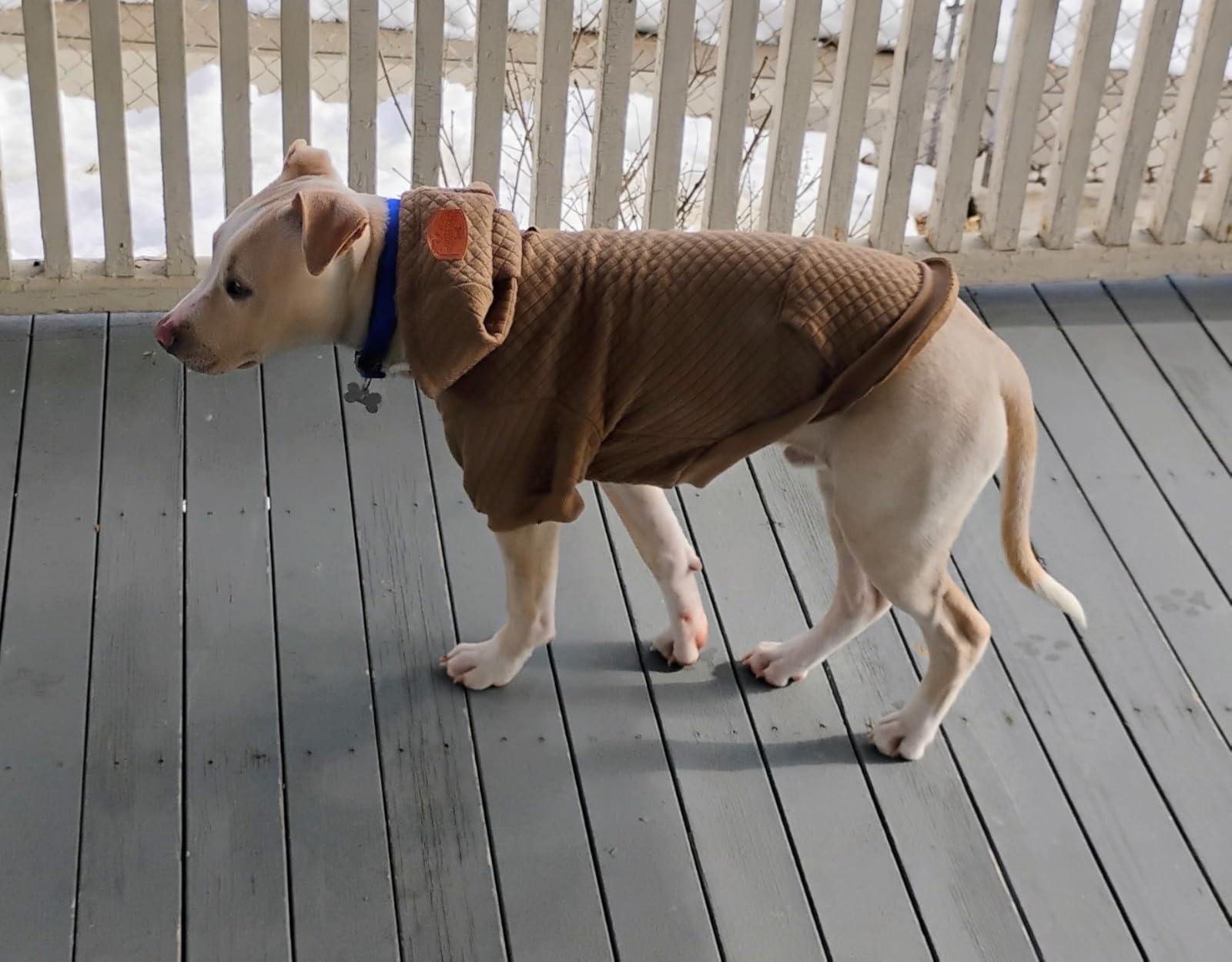 BEAUTYZOO Dog Hoodie for Small Medium Large Dogs, Winter Fall Warm Dog Clothes for Puppy S M Sized Dogs Girl Boy, Dog Sweater Shirt Hoodies with Pocket Bulldog Pitbull Cat Clothing Coat Customer Review BEAUTYZOO Dog Hoodie for Small Medium Large Dogs, Winter Fall Warm Dog Clothes for Puppy S M Sized Dogs Girl Boy, Dog Sweater Shirt Hoodies with Pocket Bulldog Pitbull Cat Clothing Coat - Customer Photo 1