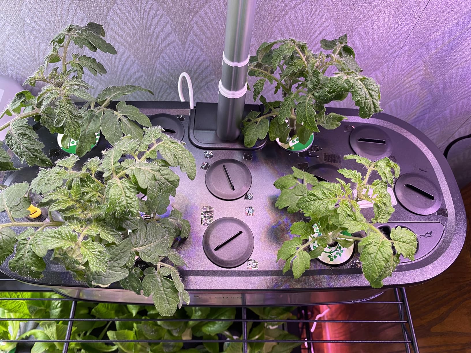 LetPot LPH-Max Hydroponics Growing System Kit, 21 Pods APP & WiFi Automatic Controlled Smart Indoor Garden with 36W LED Grow Light, Auto Drip Irrigation Kits, Self-Managed Nurturing & Watering - Customer Photo 1