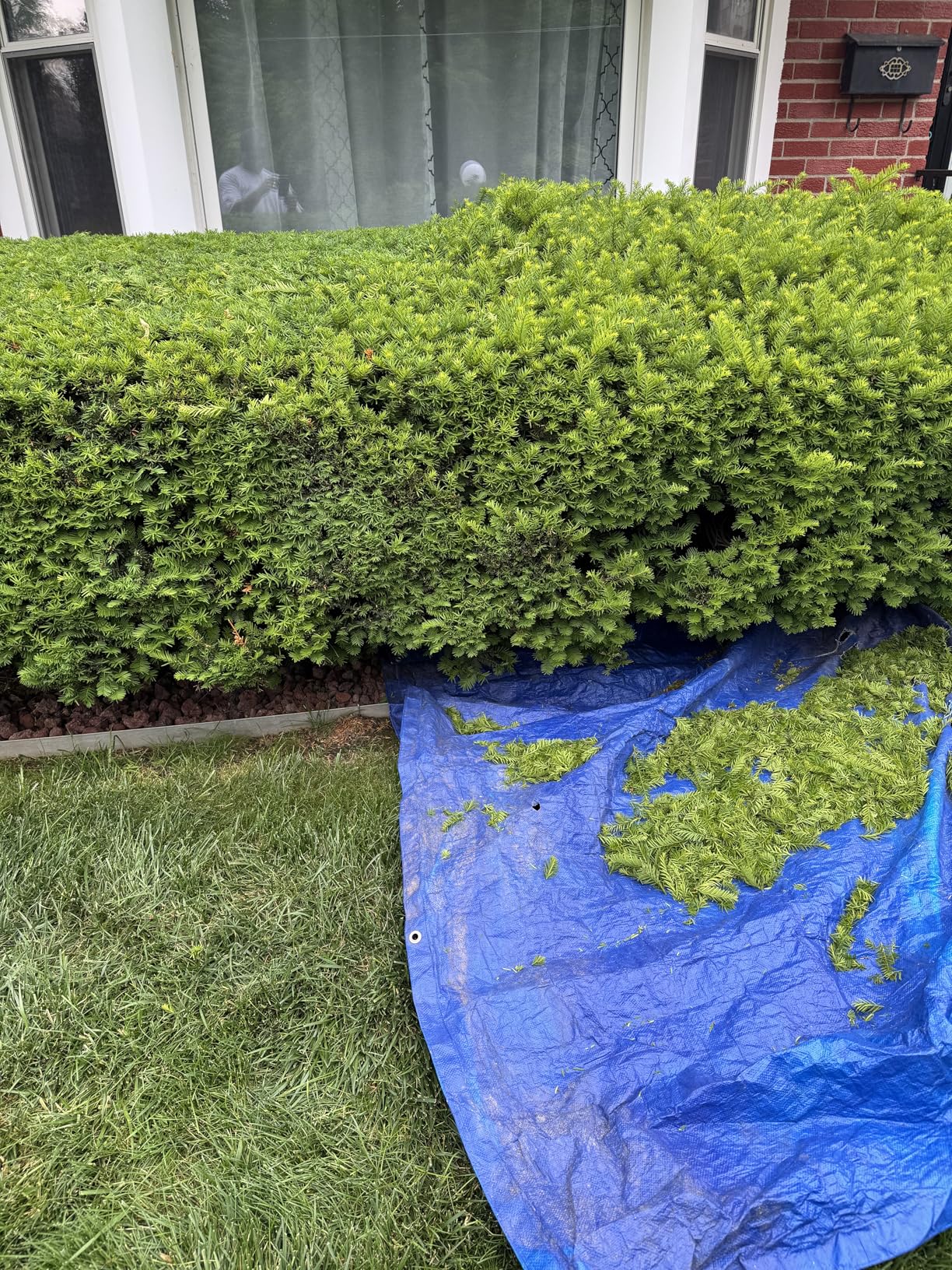 MAXLANDER Hedge Trimmer 18-Inch Cordless Pole Hedge Trimmer, 16-Feet Max Reach Hedge Trimmer with Extension Pole, Multi-Angle Adjustable, 2 x 2.0Ah Battery and Charger Included customer photo 1