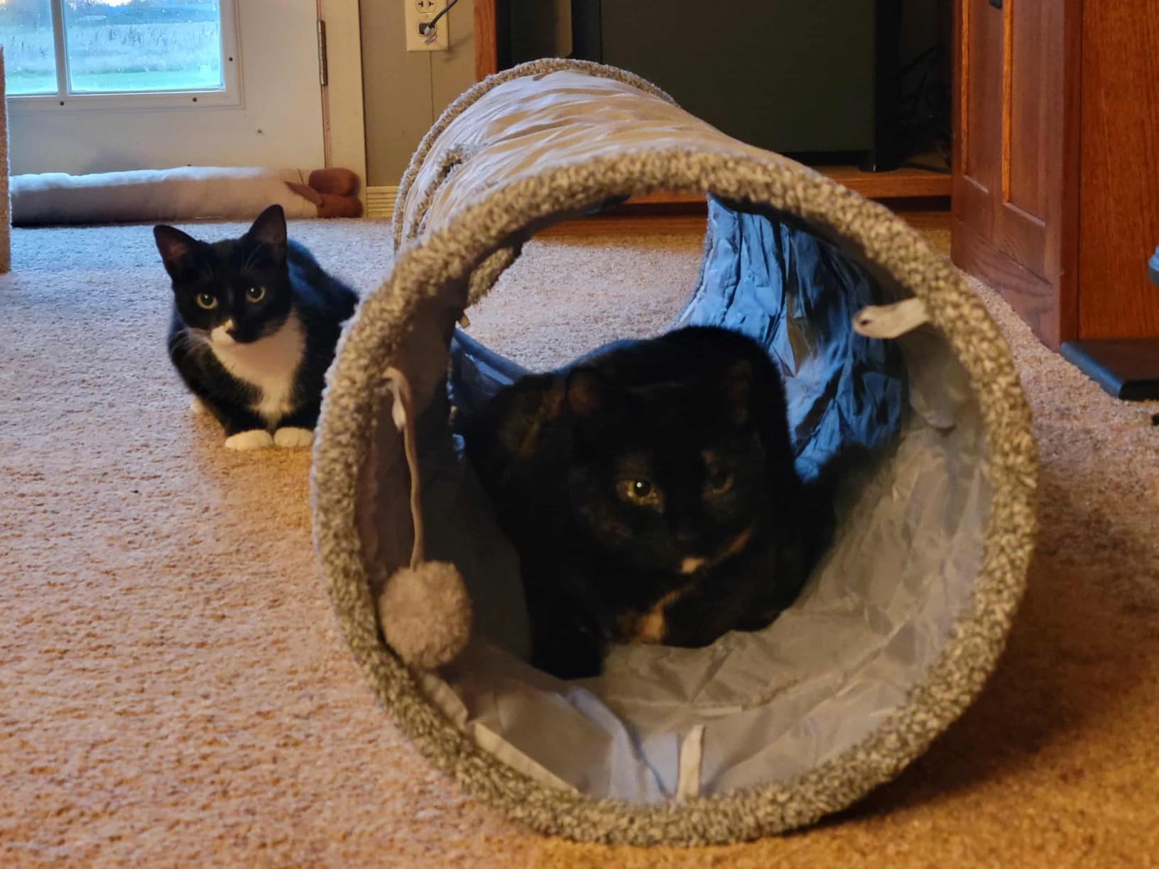 KOSMUSMO 51 Inches Extra Long Cat Tunnels for Indoor Cats, Collapsible Pet Play Tube with Cat Toys and Two Peek Holes, Cat Hideout Hideaway for Big Cats, Kittens, Bunny Rabbits, Ferrets, Puppy - Customer Photo 1