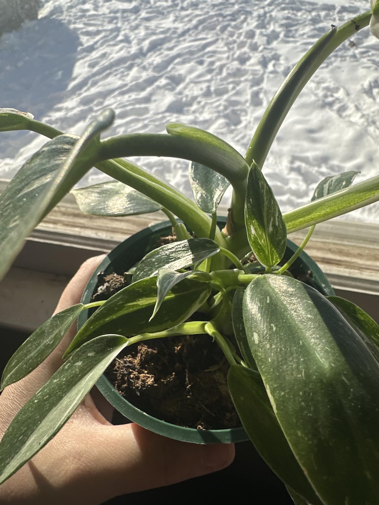 Rattlesnake Calathea Live Plant - Air Purifier, Colorful House Plant, Ideal for Home Decor and Room Decor - Rattlesnake for Indoor Plants, Calathea Lancifolia Prayer Plant - Customer Photo 1