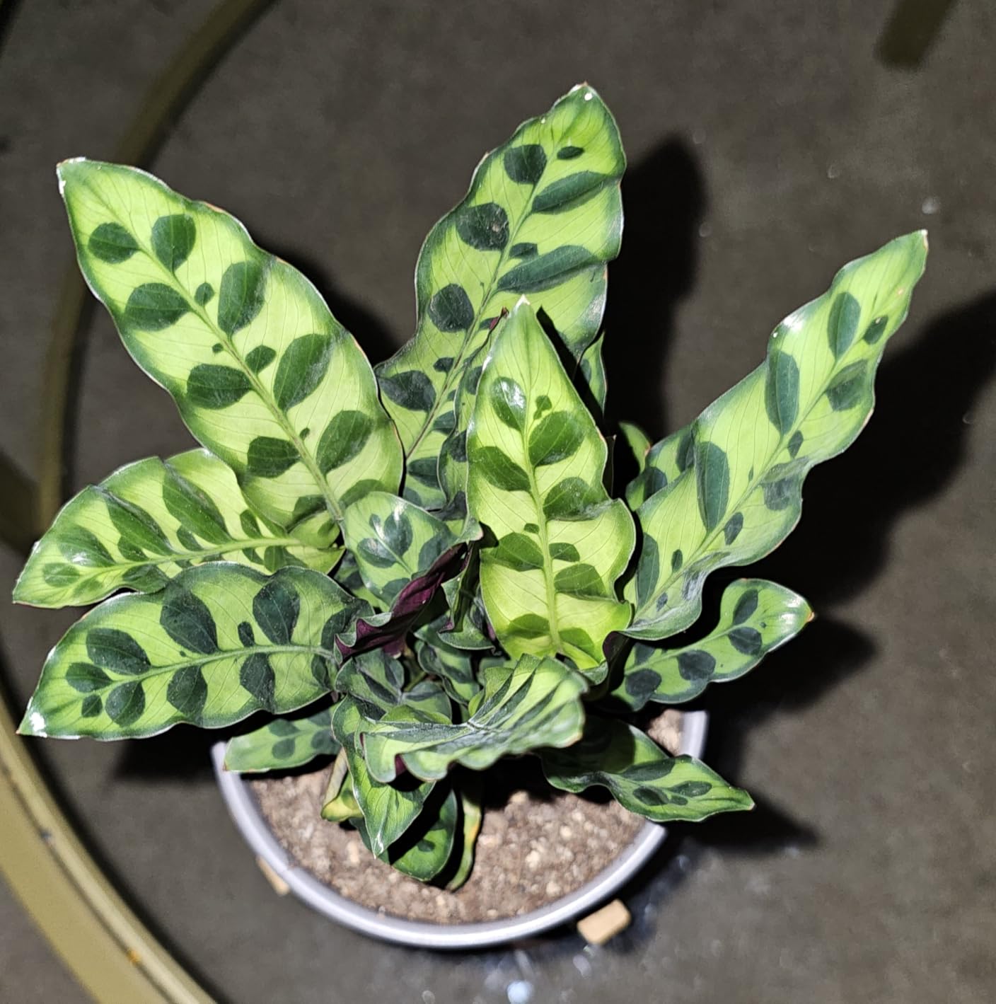 Rattlesnake Calathea Live Plant - Air Purifier, Colorful House Plant, Ideal for Home Decor and Room Decor - Rattlesnake for Indoor Plants, Calathea Lancifolia Prayer Plant - Customer Photo 2