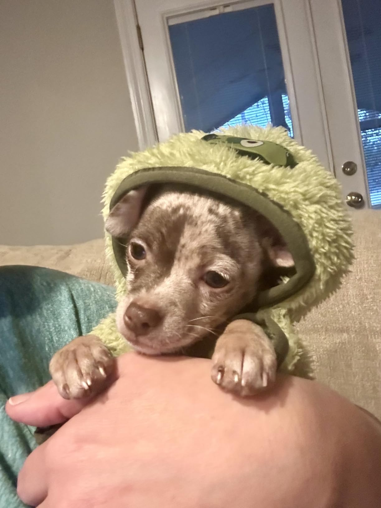 Fleece Dog Sweater Hoodie Warm Fuzzy Velvet Sweaters Winter Clothes for Small Dogs Girl Boy Customer Review Fleece Dog Sweater Hoodie Warm Fuzzy Velvet Sweaters Winter Clothes for Small Dogs Girl Boy - Customer Photo 1