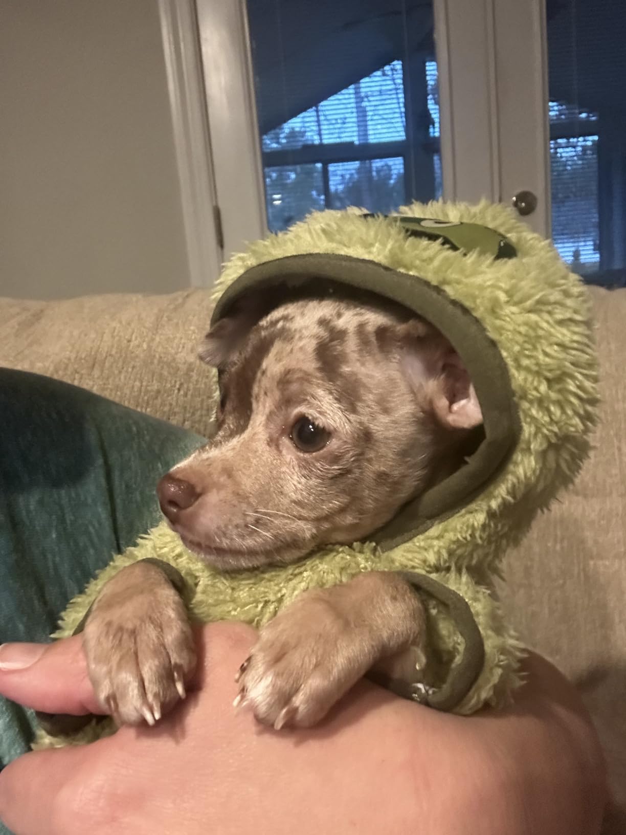 Fleece Dog Sweater Hoodie Warm Fuzzy Velvet Sweaters Winter Clothes for Small Dogs Girl Boy Customer Review Fleece Dog Sweater Hoodie Warm Fuzzy Velvet Sweaters Winter Clothes for Small Dogs Girl Boy - Customer Photo 2
