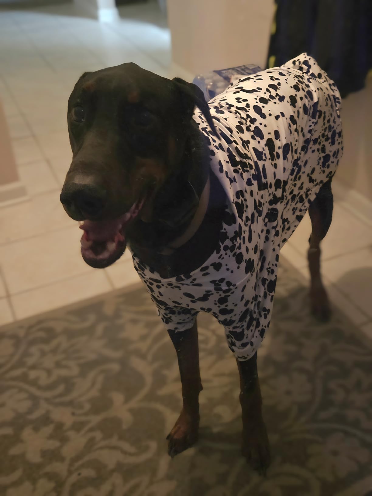 Cute Dalmatian Dog Costume, Dalmatians Print Hoodie Puppy Winter Halloween Cosplay Clothes Sweaters Outfits Pullover Pets' Sweatshirt Hoodies with Pocket Customer Review Cute Dalmatian Dog Costume, Dalmatians Print Hoodie Puppy Winter Halloween Cosplay Clothes Sweaters Outfits Pullover Pets' Sweatshirt Hoodies with Pocket - Customer Photo 1