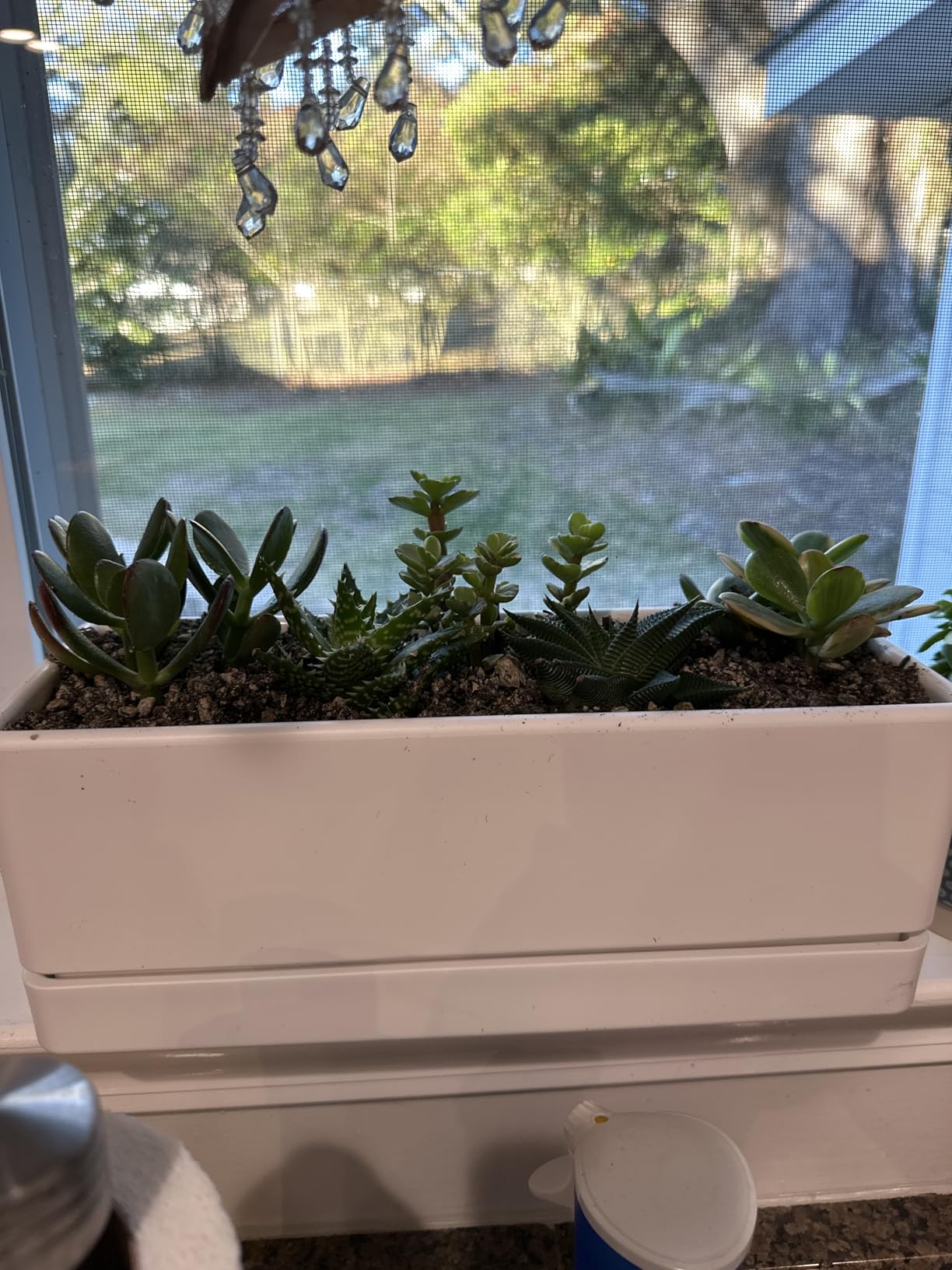 D'vine Dev 12 Inch Window Box Planter, Rectangle Plastic Herb Planter with Drainage Holes and Saucer, Indoor Succulent Cactus Vegetable Pot for Windowsill, Garden Balcony, White, Set of 2 Customer Review D'vine Dev 12 Inch Window Box Planter, Rectangle Plastic Herb Planter with Drainage Holes and Saucer, Indoor Succulent Cactus Vegetable Pot for Windowsill, Garden Balcony, White, Set of 2 - Customer Photo 2