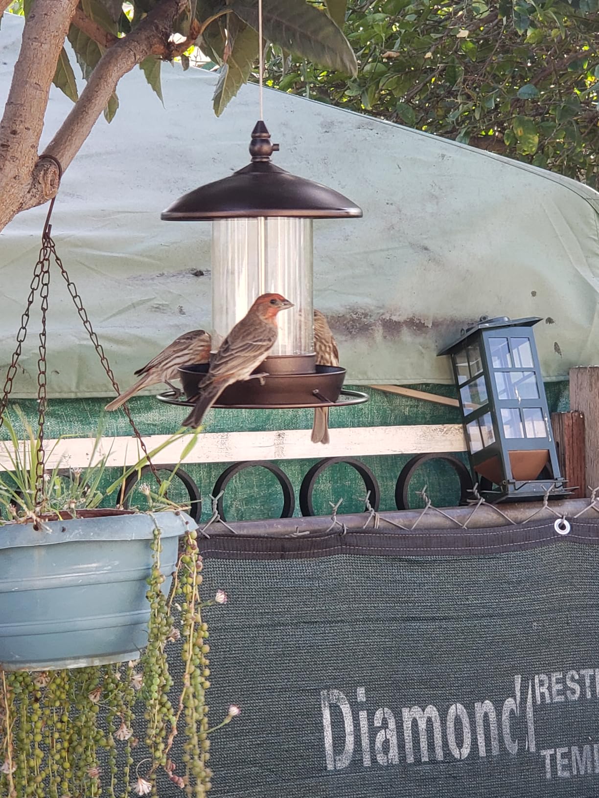 Metal Roof Bird Feeder - Chew Proof for Outdoor Hanging Wild Bird Seeds. Bronze customer photo 1