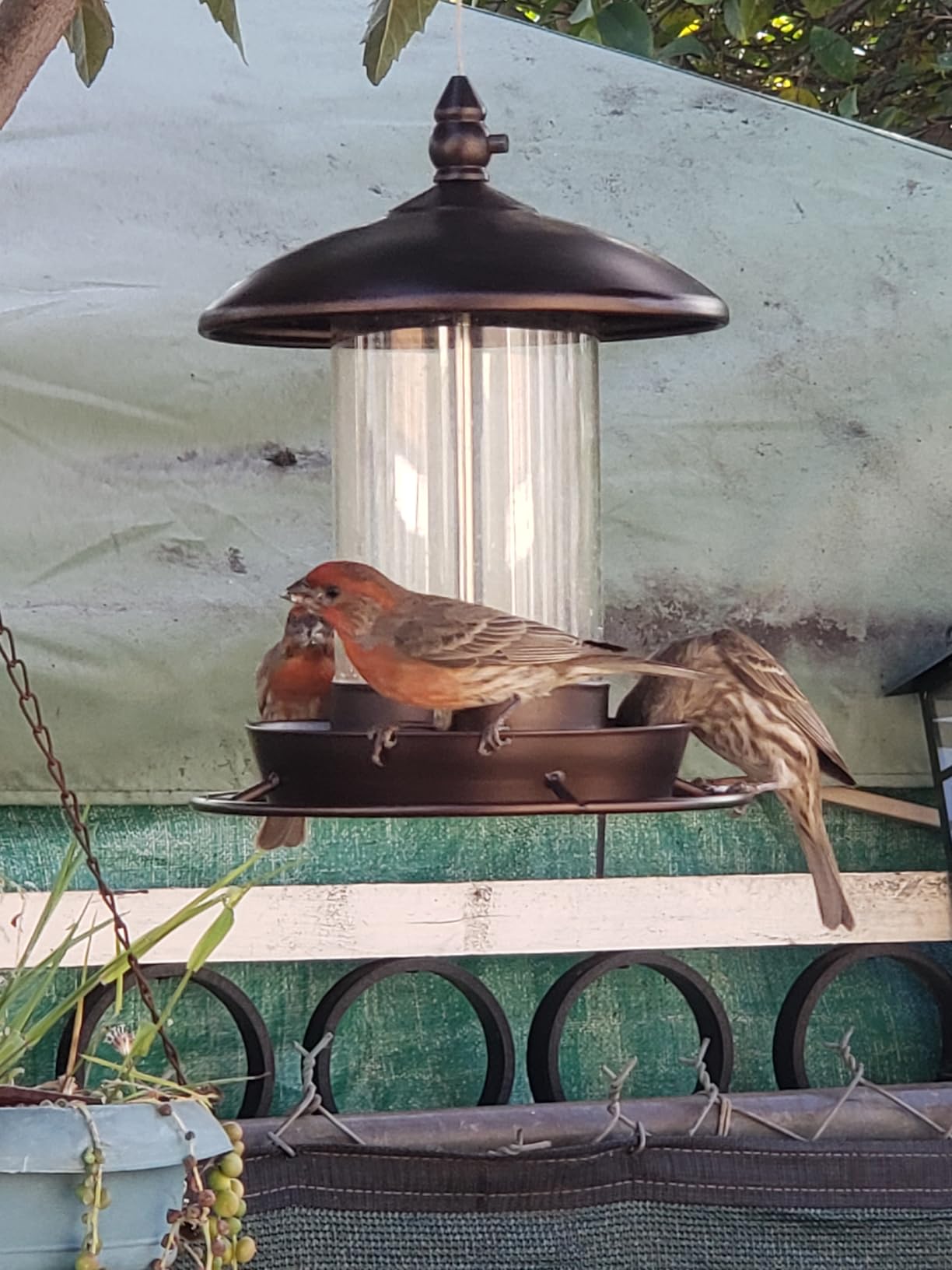 Metal Roof Bird Feeder - Chew Proof for Outdoor Hanging Wild Bird Seeds. Bronze customer photo 2