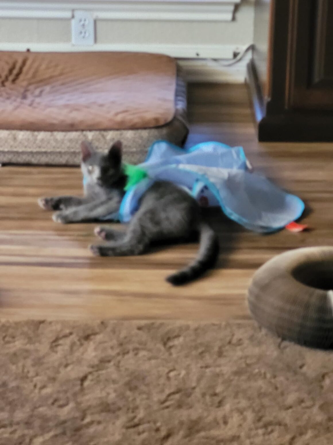 Best Cat Toys