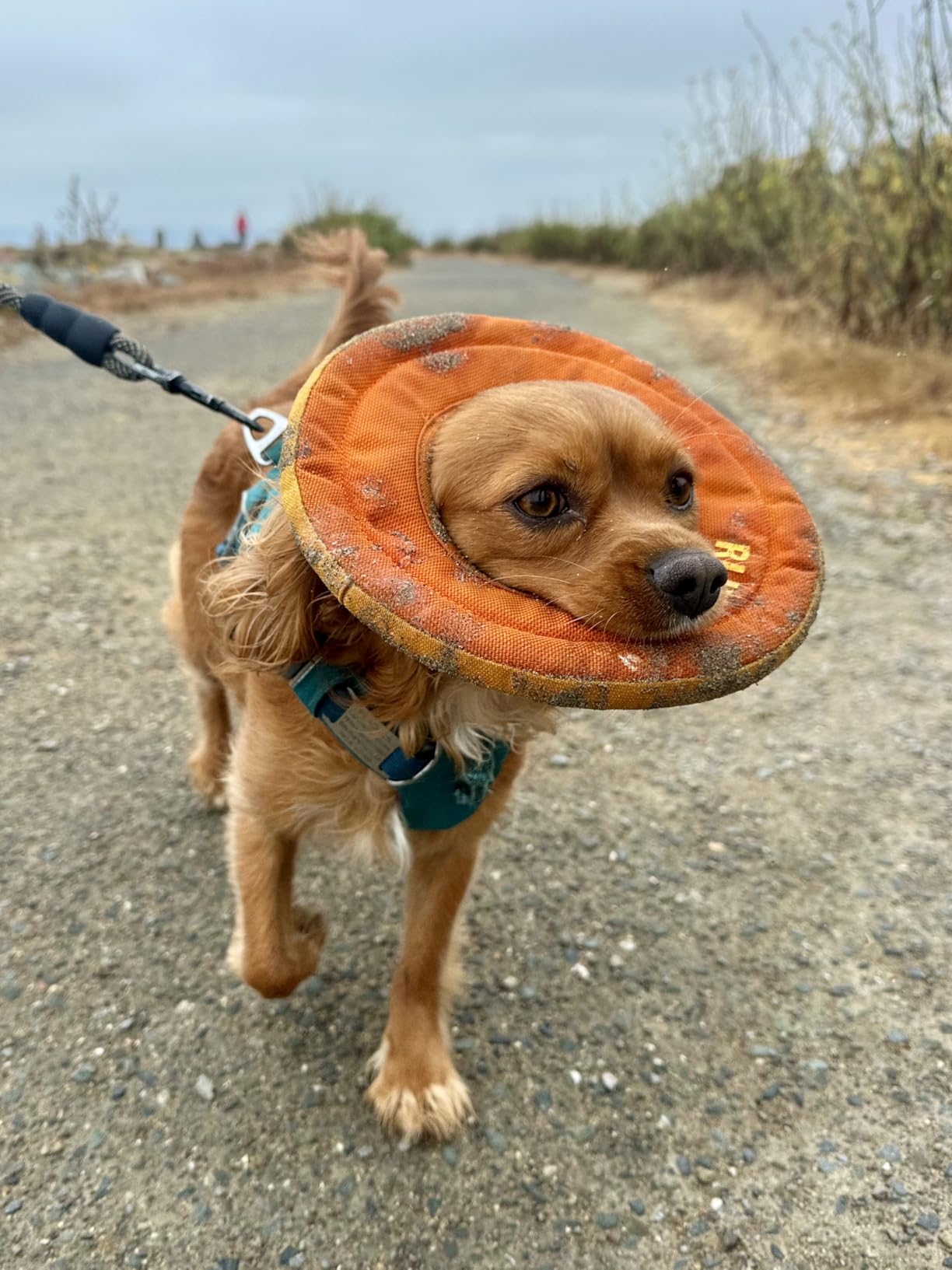 Ruffwear, Hydro Plane Dog Frisbee, Soft Buoyant Foam Floating Fetch Toy, Lightweight Interactive Water & Snow Toy, Gentle on Teeth, Durable Year-Round Outdoor Play, Tangelo Orange, 12 Ruffwear, Hydro Plane Dog Frisbee, Soft Buoyant Foam Floating Fetch Toy, Lightweight Interactive Water & Snow Toy, Gentle on Teeth, Durable Year-Round Outdoor Play, Tangelo Orange, 12
