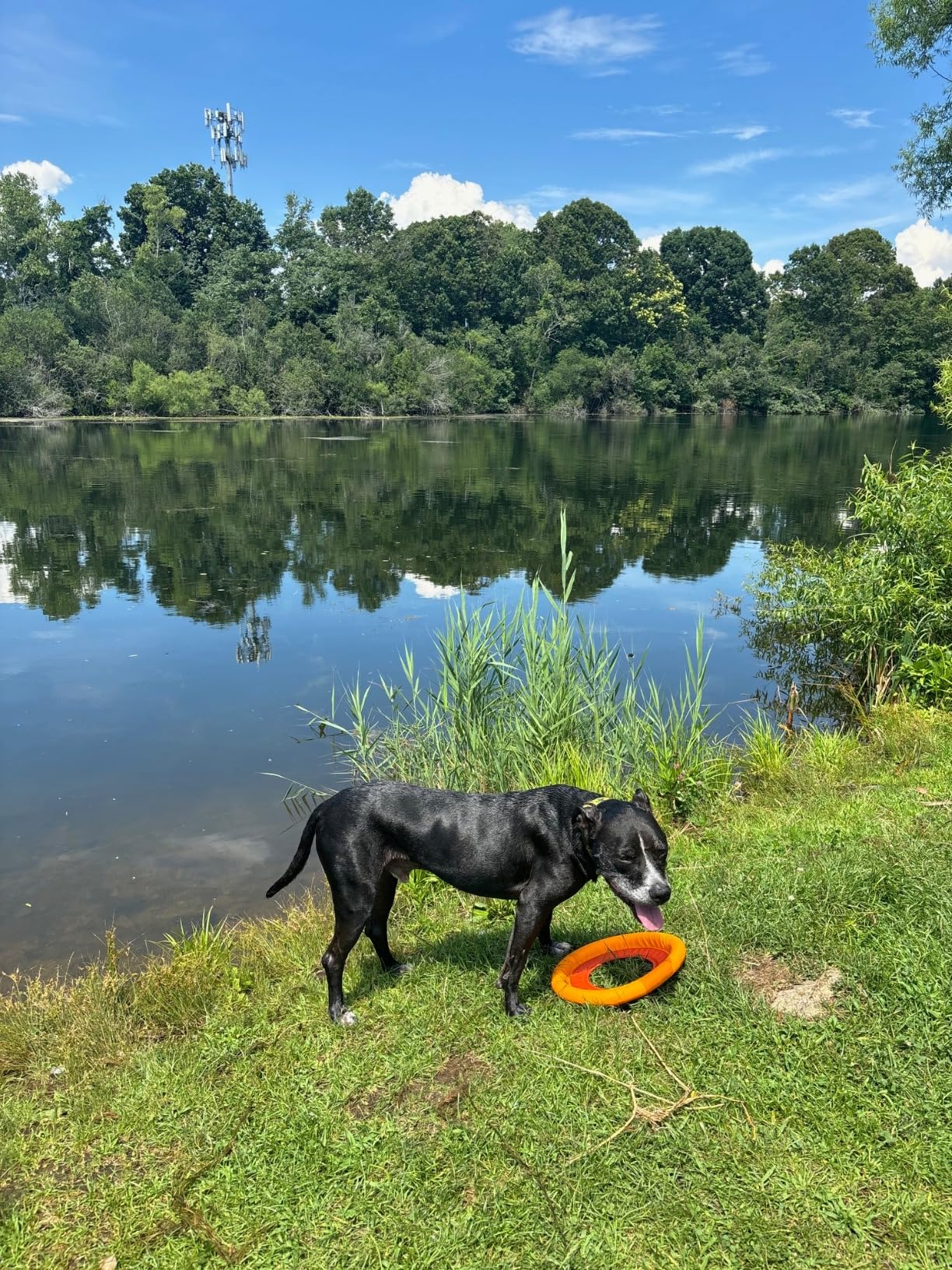 Ruffwear, Hydro Plane Dog Frisbee, Soft Buoyant Foam Floating Fetch Toy, Lightweight Interactive Water & Snow Toy, Gentle on Teeth, Durable Year-Round Outdoor Play, Tangelo Orange, 12 Ruffwear, Hydro Plane Dog Frisbee, Soft Buoyant Foam Floating Fetch Toy, Lightweight Interactive Water & Snow Toy, Gentle on Teeth, Durable Year-Round Outdoor Play, Tangelo Orange, 12