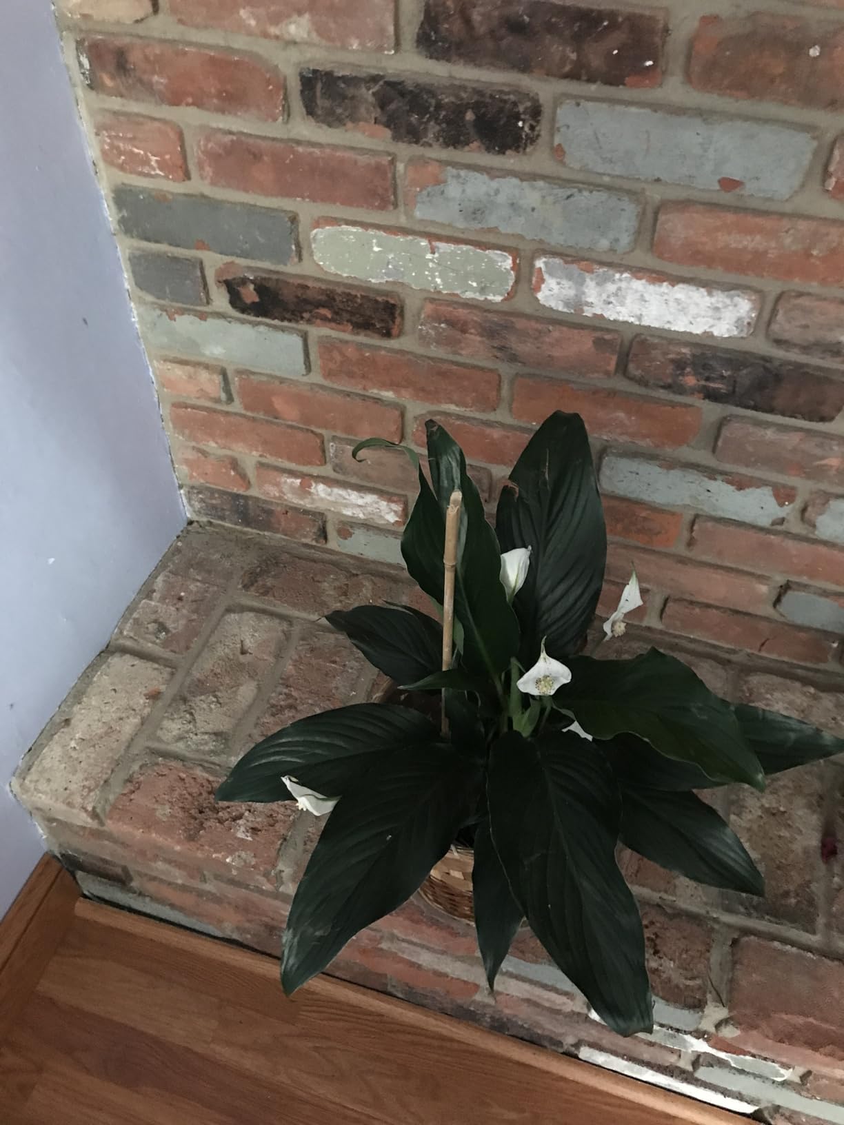 Costa Farms Peace Lily Live Plant in Decorative Pot, Air Purifying Flowering Indoor Houseplant, Perfect for Home, Room, or Office Decor, Great House Warming or Birthday Gift, 14-24 Inches Tall - Customer Photo 1