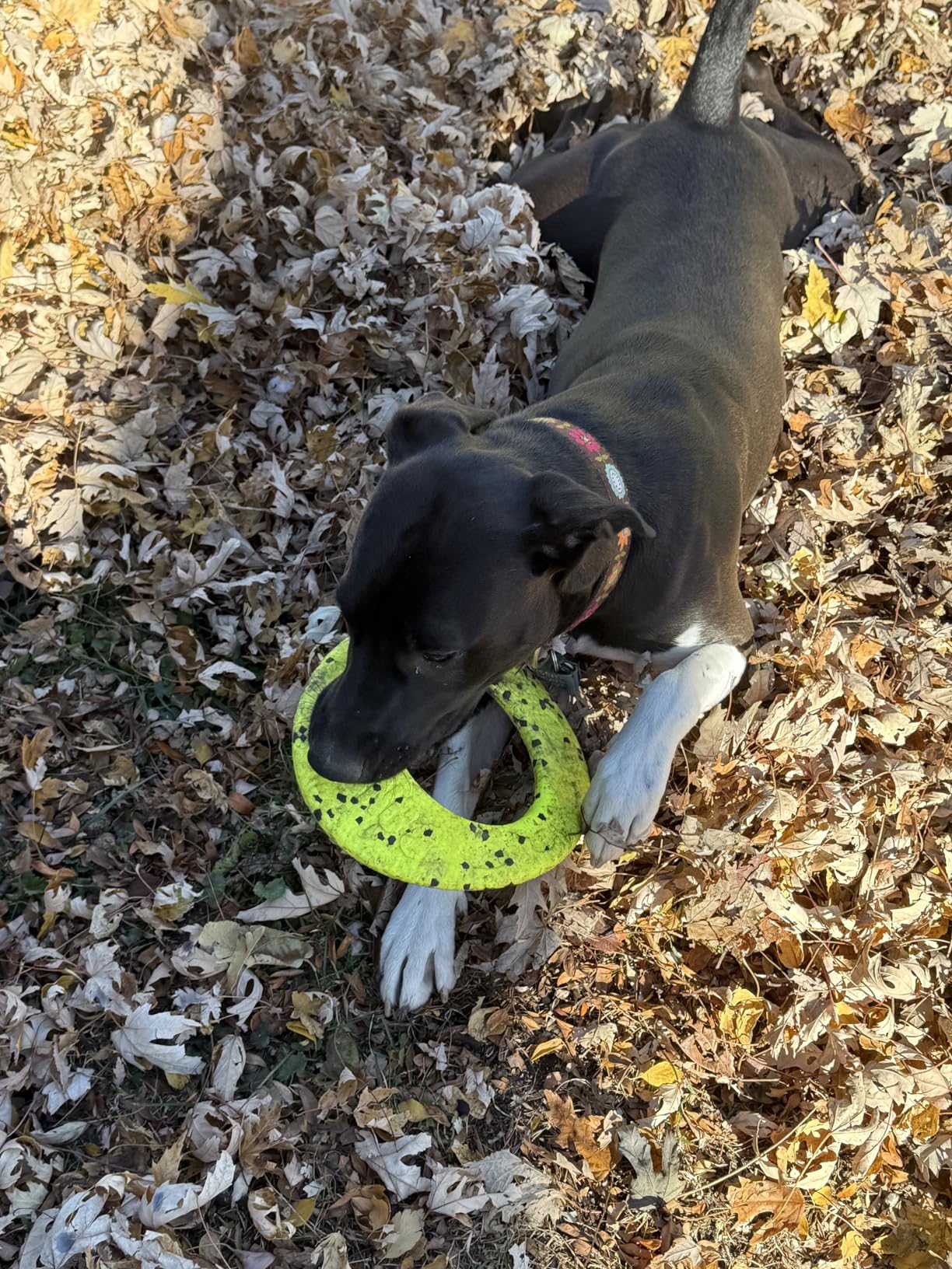 KONG Reflex Flyer – Ultra-Durable, Flexible Dog Frisbee for Tough Fetching, Self-Healing, Bite-Resistant, Floats for Water Play, Long-Lasting Interactive Fun (2 Pack) Customer Review KONG Reflex Flyer – Ultra-Durable, Flexible Dog Frisbee for Tough Fetching, Self-Healing, Bite-Resistant, Floats for Water Play, Long-Lasting Interactive Fun (2 Pack) - Customer Photo 1