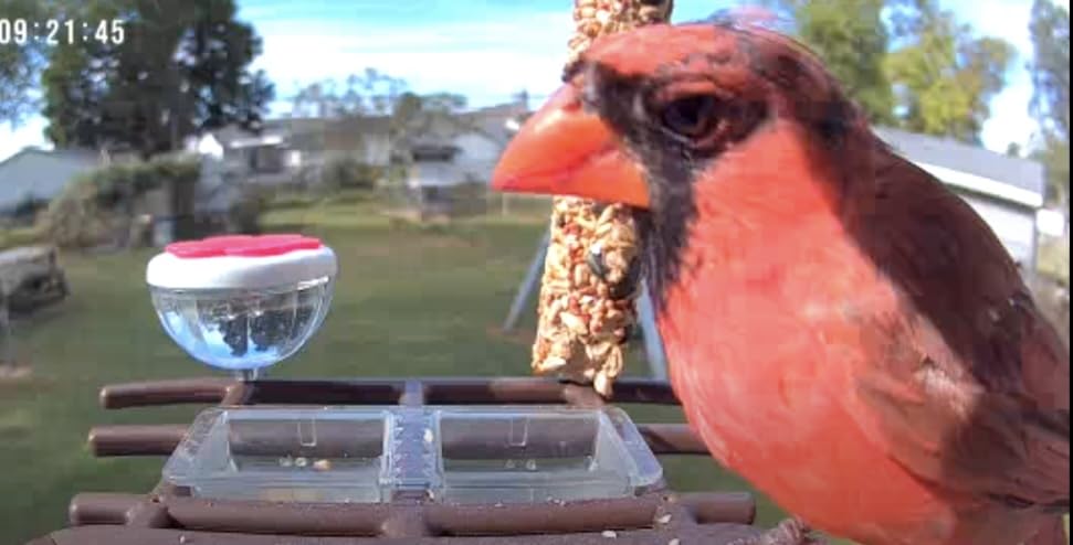 Smart AI Bird Feeder for Families - Attract Vibrant Cardinals! 2K Day/Night Camera, 10,000+ Species ID, Real-Time Alerts, Solar Powered & Weatherproof - Fun Bird Watching for Kids & Adults - Customer Photo 1