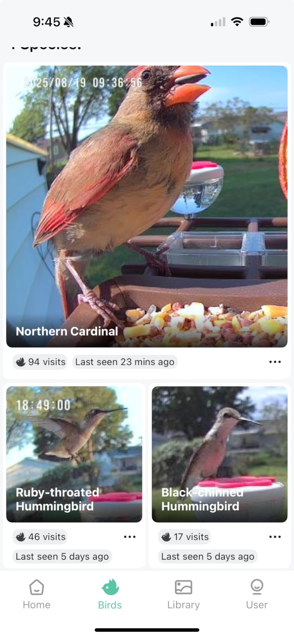 Smart AI Bird Feeder for Families - Attract Vibrant Cardinals! 2K Day/Night Camera, 10,000+ Species ID, Real-Time Alerts, Solar Powered & Weatherproof - Fun Bird Watching for Kids & Adults - Customer Photo 2