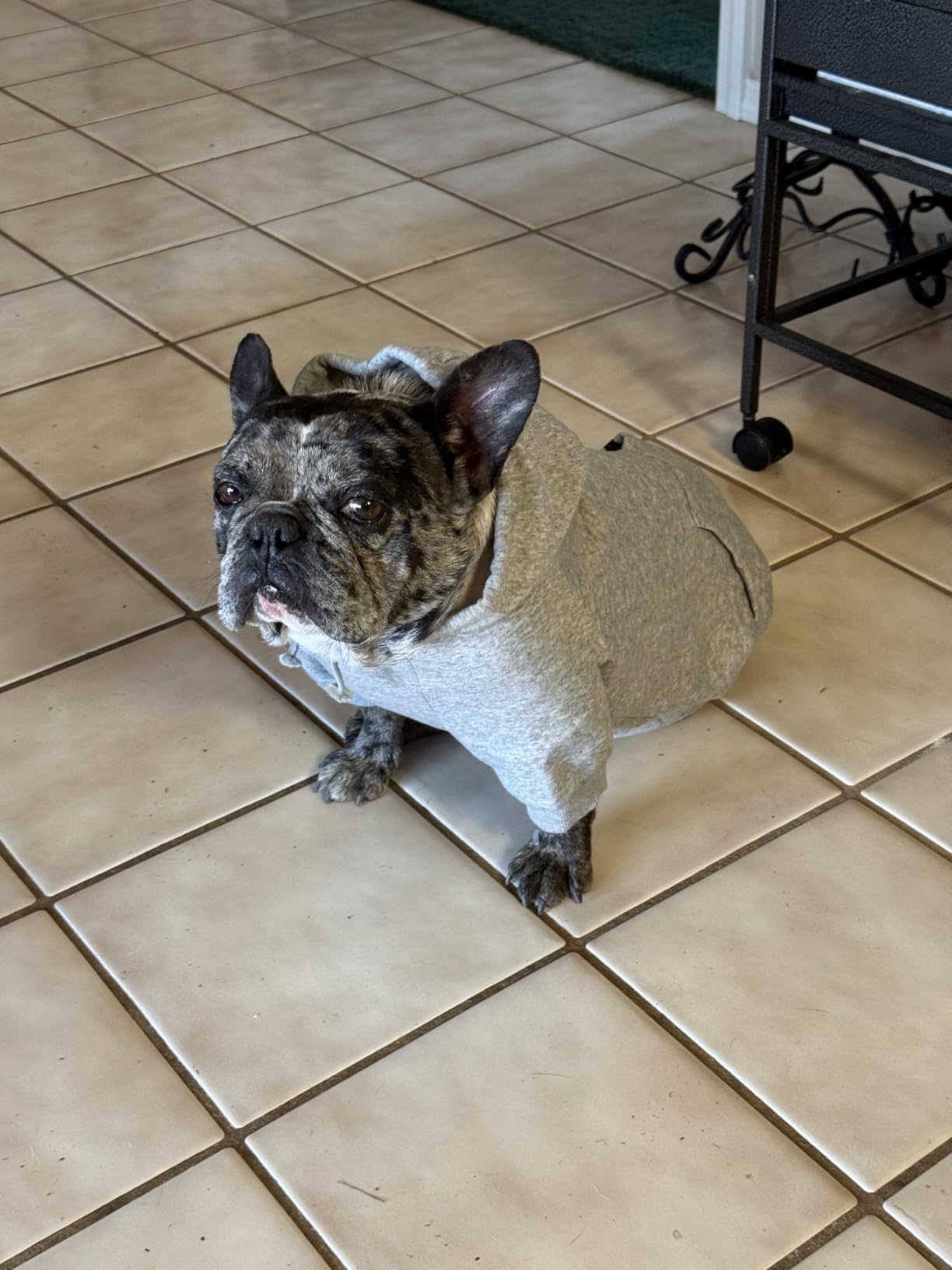 Pet Passion Rocky II - The Extra Comfy Hoodie, Organic Cotton and Recycled Poly Dog Hoodie Pet Coat Sweater for Small, Medium, Large Dogs, Black Sand Plaid, Large Customer Review Pet Passion Rocky II - The Extra Comfy Hoodie, Organic Cotton and Recycled Poly Dog Hoodie Pet Coat Sweater for Small, Medium, Large Dogs, Black Sand Plaid, Large - Customer Photo 2