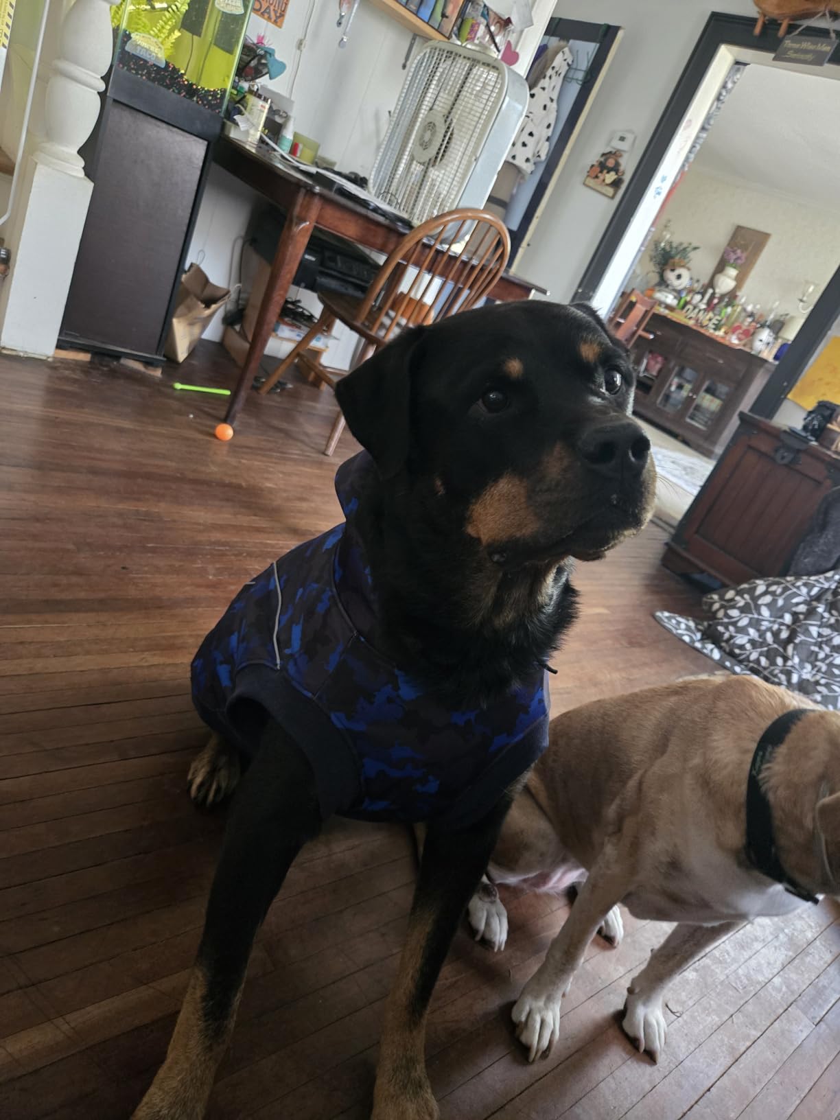 IECOii Dog Hoodie for Large Dogs, Warm Hoodie for Giant Breed Dogs Girl Boy, Fleece Lined Dog Sweatshirt Pullover with Leash Hole & Reflective Stripes, Fall Winter Great Dane Hoodies, Blue Camo, 4XL Customer Review IECOii Dog Hoodie for Large Dogs, Warm Hoodie for Giant Breed Dogs Girl Boy, Fleece Lined Dog Sweatshirt Pullover with Leash Hole & Reflective Stripes, Fall Winter Great Dane Hoodies, Blue Camo, 4XL - Customer Photo 1