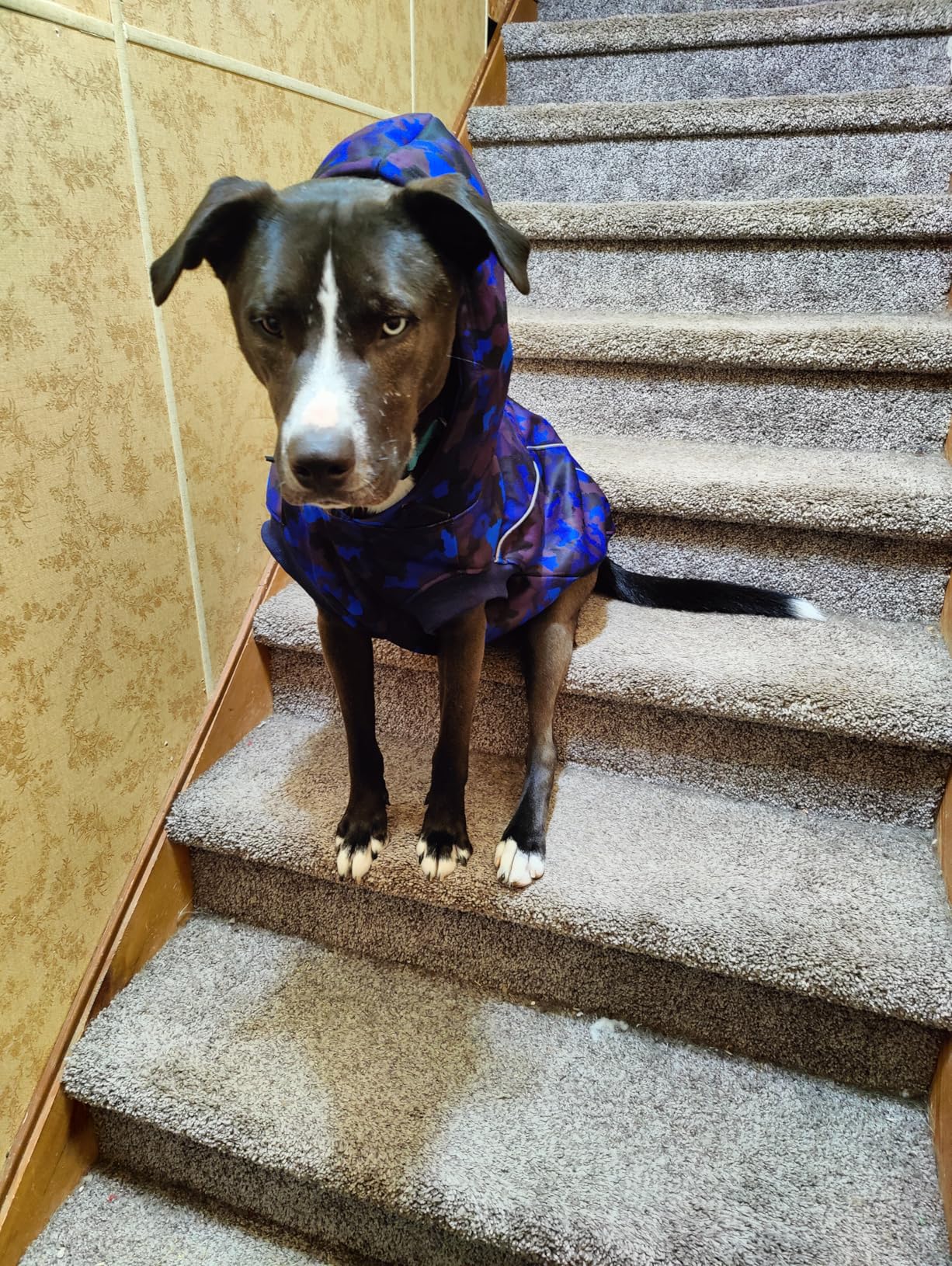 IECOii Dog Hoodie for Large Dogs, Warm Hoodie for Giant Breed Dogs Girl Boy, Fleece Lined Dog Sweatshirt Pullover with Leash Hole & Reflective Stripes, Fall Winter Great Dane Hoodies, Blue Camo, 4XL Customer Review IECOii Dog Hoodie for Large Dogs, Warm Hoodie for Giant Breed Dogs Girl Boy, Fleece Lined Dog Sweatshirt Pullover with Leash Hole & Reflective Stripes, Fall Winter Great Dane Hoodies, Blue Camo, 4XL - Customer Photo 2