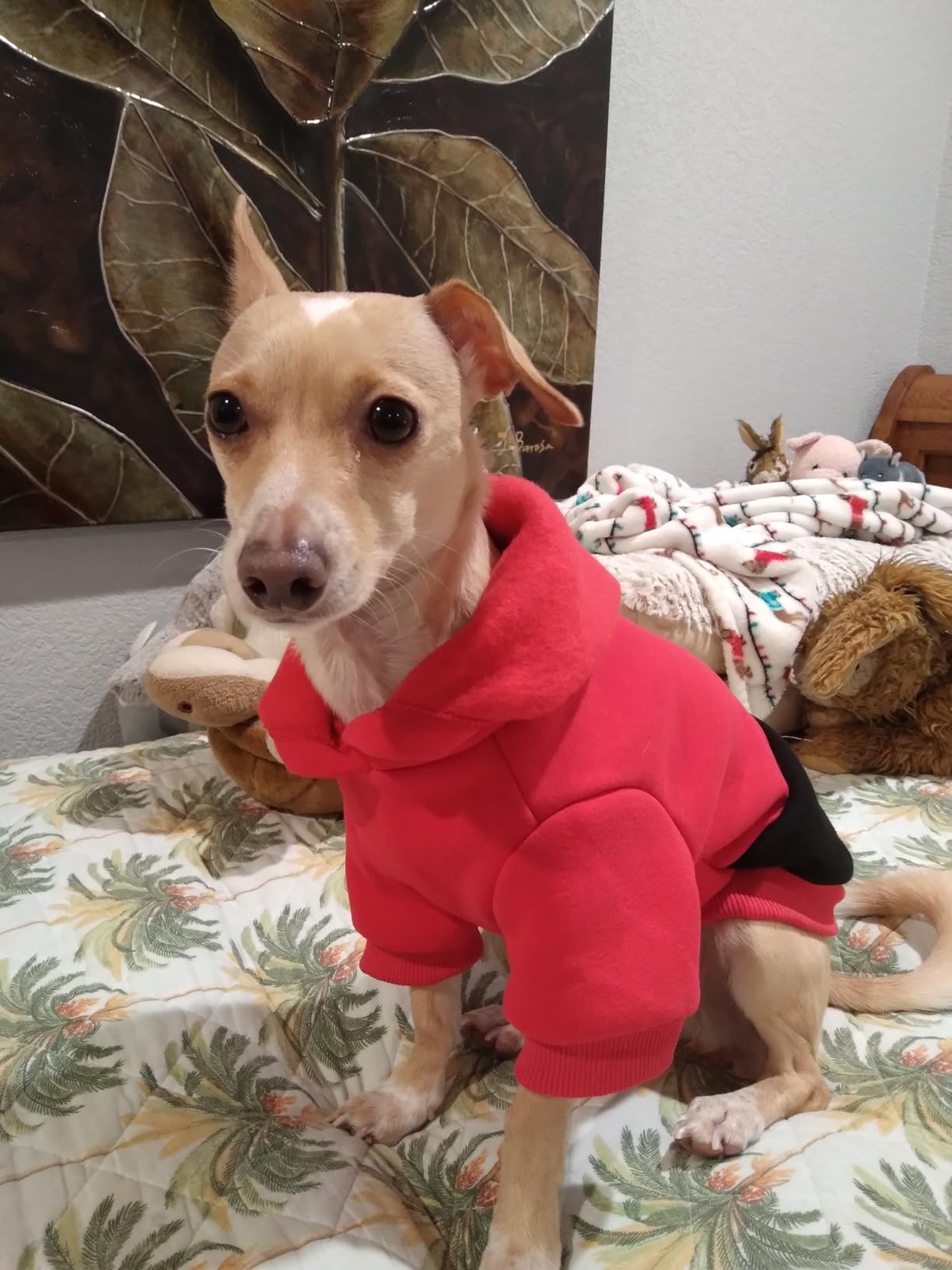 Nibnozy Dog Hoodie with Fleece Lining - Premium Winter Warm Dog Sweater for Small, Medium Dogs, Puppy - Dogs Sweatshirt Contrast Color Design Customer Review Nibnozy Dog Hoodie with Fleece Lining - Premium Winter Warm Dog Sweater for Small, Medium Dogs, Puppy - Dogs Sweatshirt Contrast Color Design - Customer Photo 1