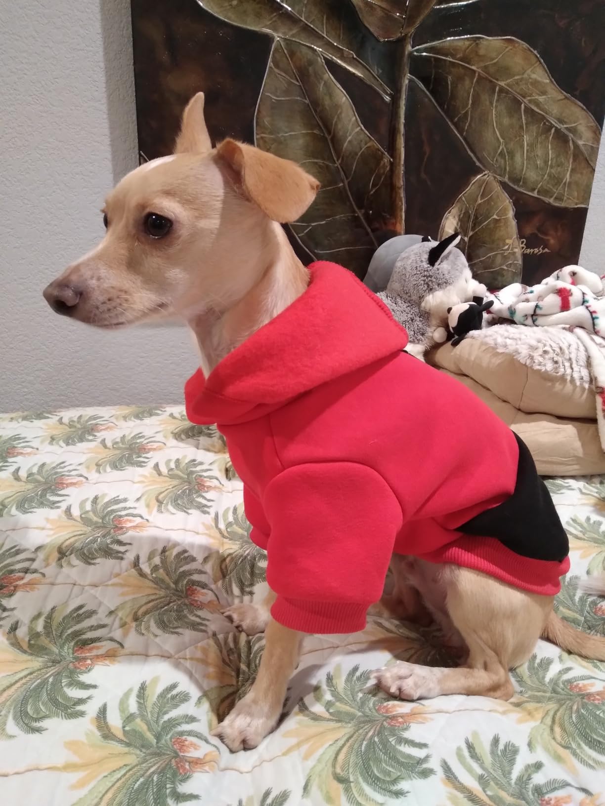 Nibnozy Dog Hoodie with Fleece Lining - Premium Winter Warm Dog Sweater for Small, Medium Dogs, Puppy - Dogs Sweatshirt Contrast Color Design Customer Review Nibnozy Dog Hoodie with Fleece Lining - Premium Winter Warm Dog Sweater for Small, Medium Dogs, Puppy - Dogs Sweatshirt Contrast Color Design - Customer Photo 2