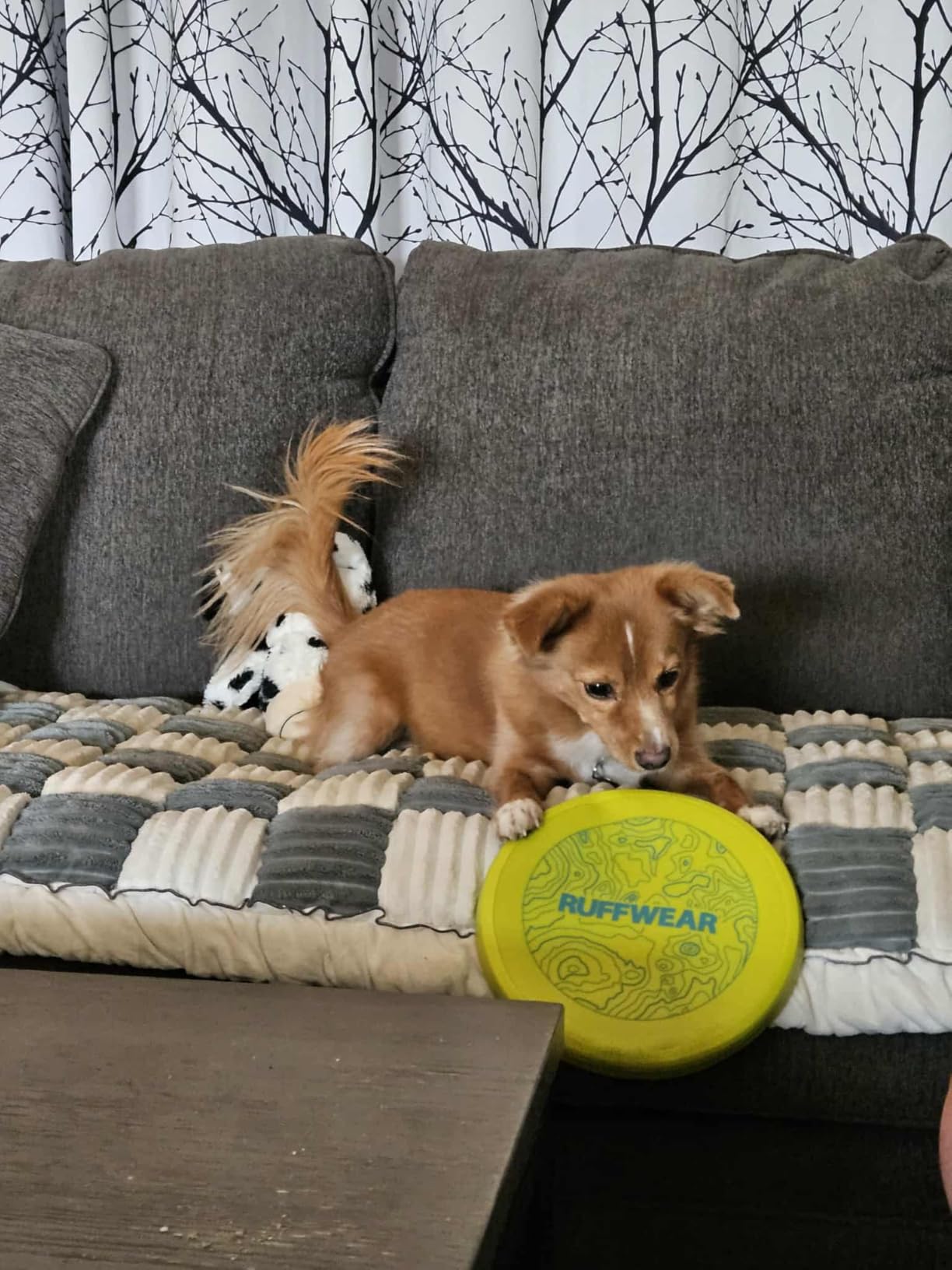 Ruffwear, Camp Flyer Dog Frisbee, Lightweight 8.7 in Flexible Flying Disc Dog Toy for Land Fetch, Soft on Teeth, Durable/High‑Visibility, Waterproof Finish, Doubles as Bowl, Polar Blue Customer Review Ruffwear, Camp Flyer Dog Frisbee, Lightweight 8.7 in Flexible Flying Disc Dog Toy for Land Fetch, Soft on Teeth, Durable/High‑Visibility, Waterproof Finish, Doubles as Bowl, Polar Blue - Customer Photo 1