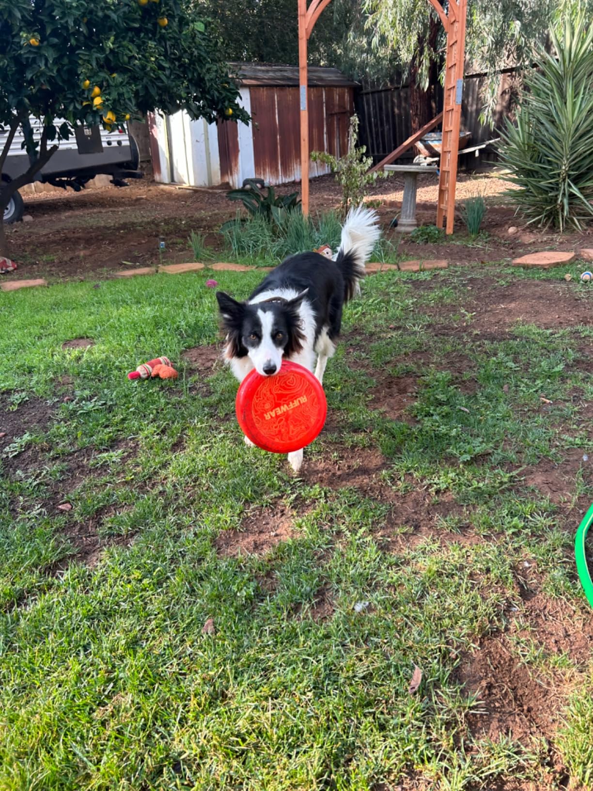 Ruffwear, Camp Flyer Dog Frisbee, Lightweight 8.7 in Flexible Flying Disc Dog Toy for Land Fetch, Soft on Teeth, Durable/High‑Visibility, Waterproof Finish, Doubles as Bowl, Polar Blue Customer Review Ruffwear, Camp Flyer Dog Frisbee, Lightweight 8.7 in Flexible Flying Disc Dog Toy for Land Fetch, Soft on Teeth, Durable/High‑Visibility, Waterproof Finish, Doubles as Bowl, Polar Blue - Customer Photo 2
